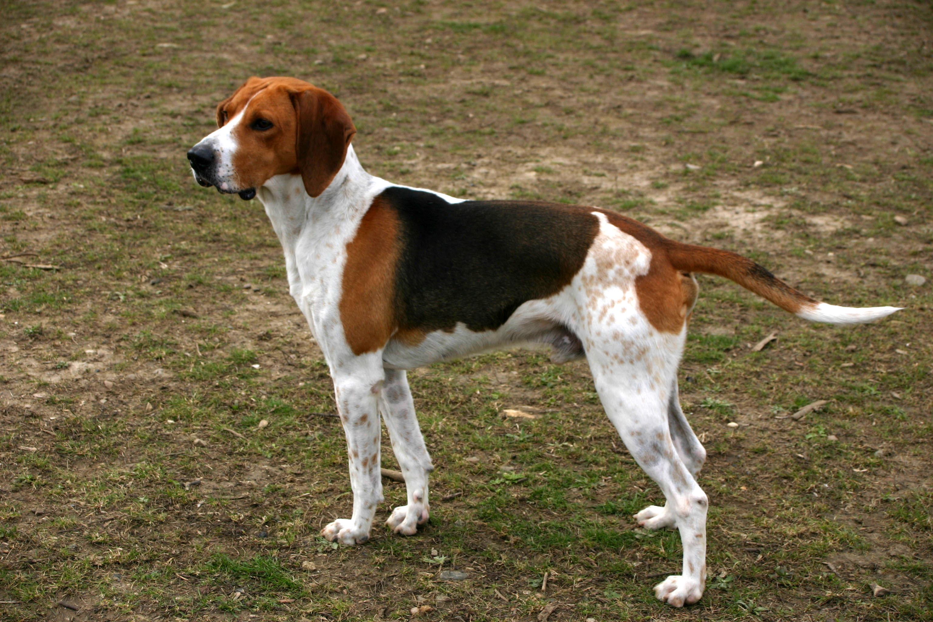 Photograph showing the Medium-Sized Anglo-French Hound breed