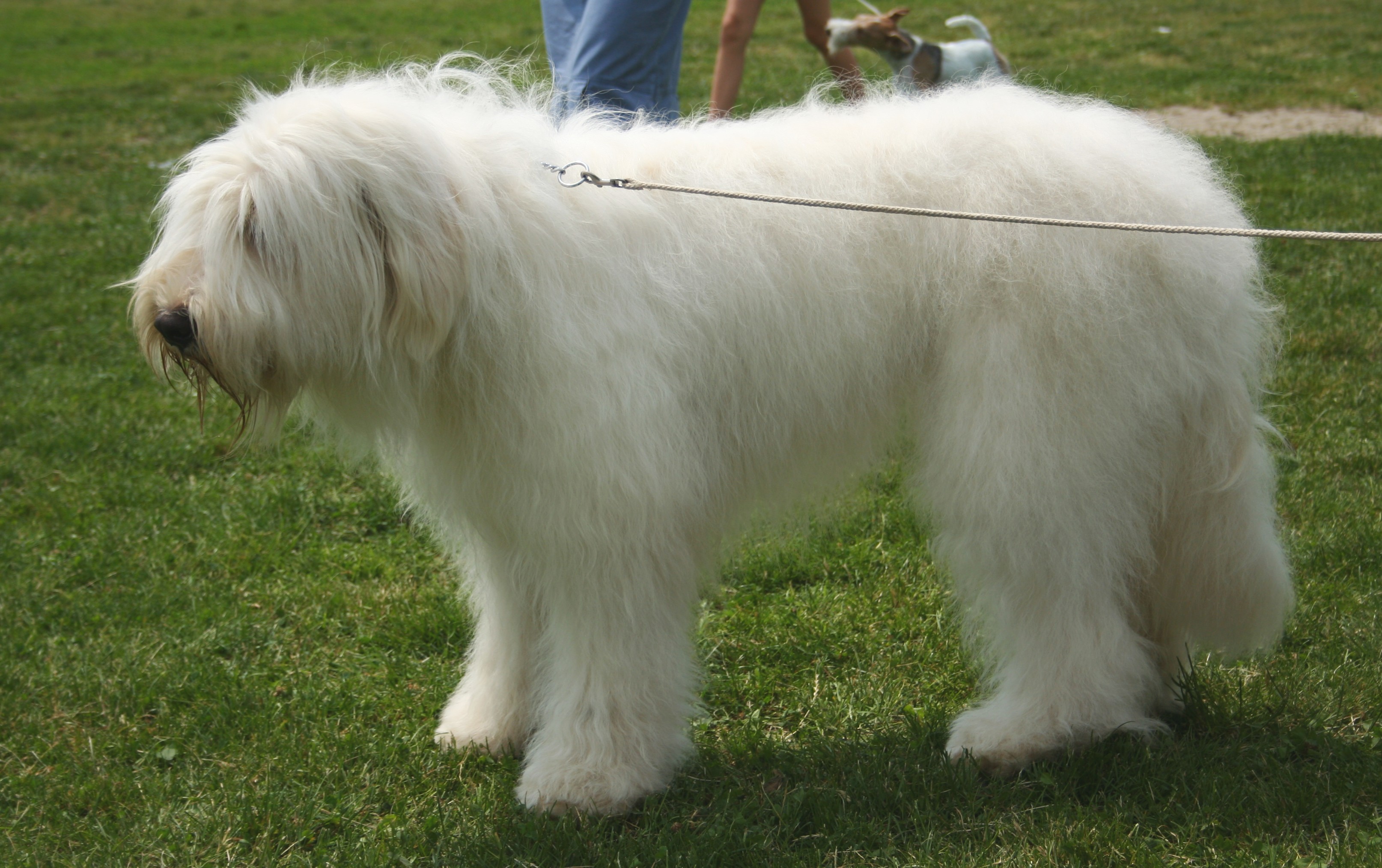 Photograph showing the South Russian Shepherd Dog breed