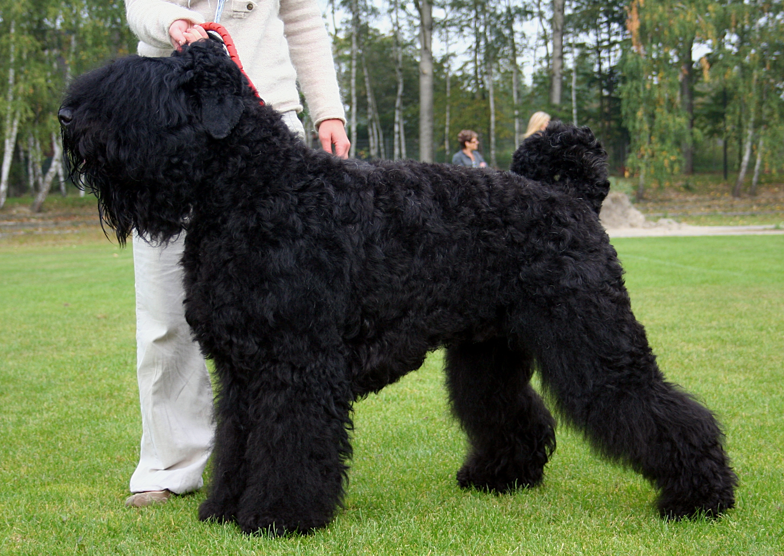Photograph showing the Russian Black Terrier breed