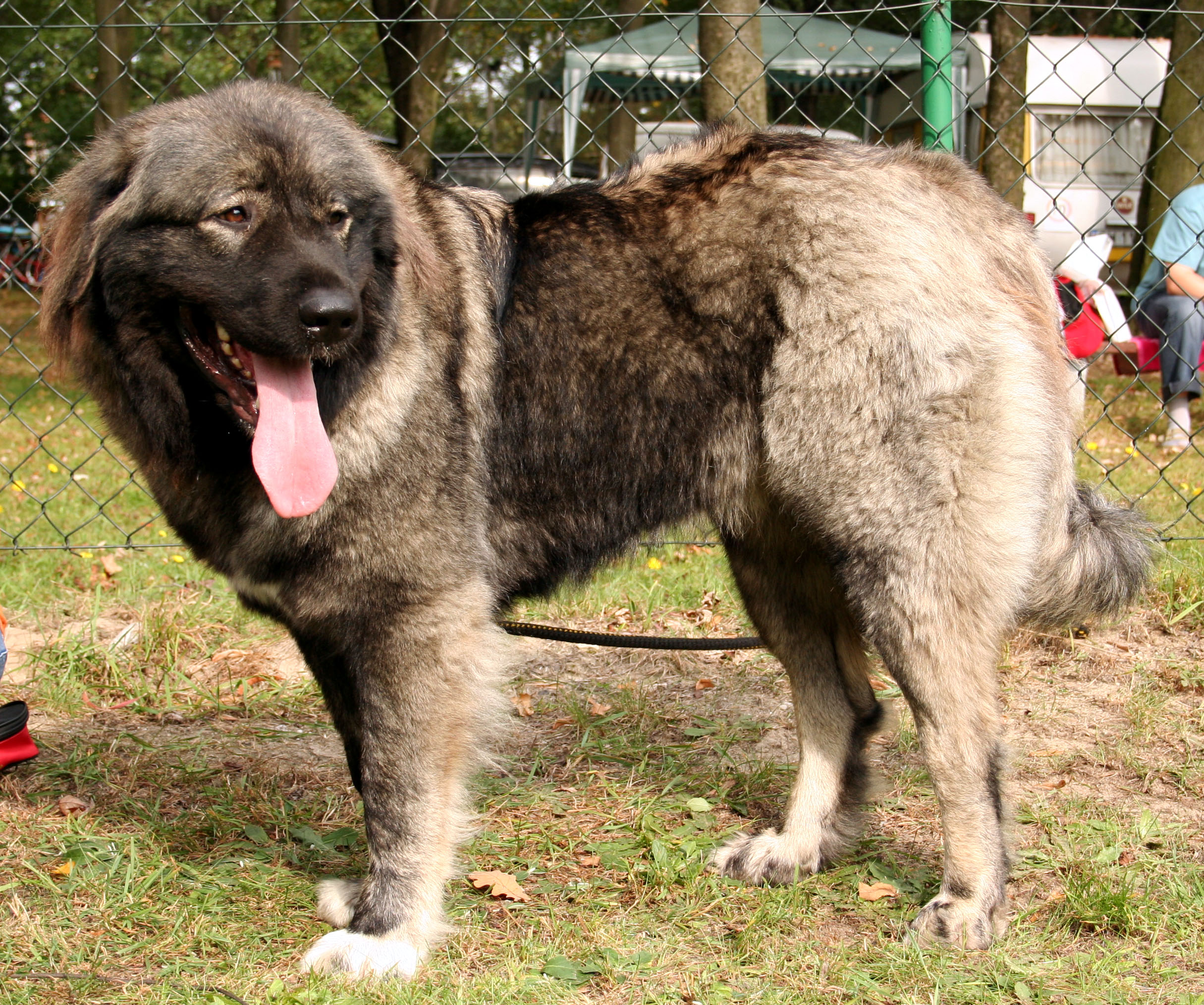 Photograph showing the Caucasian Shepherd Dog breed