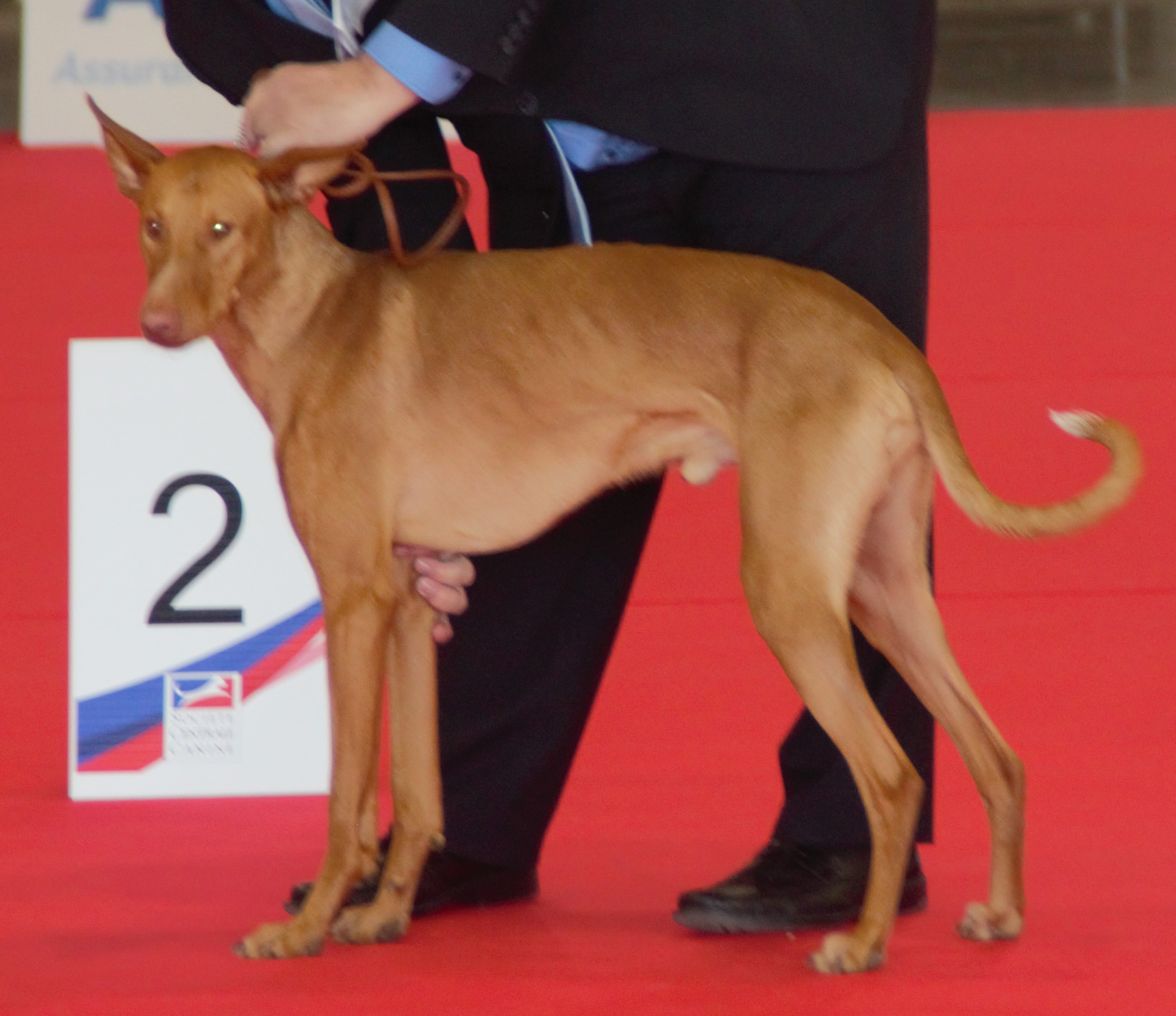 Photograph showing the Podenco Canario breed