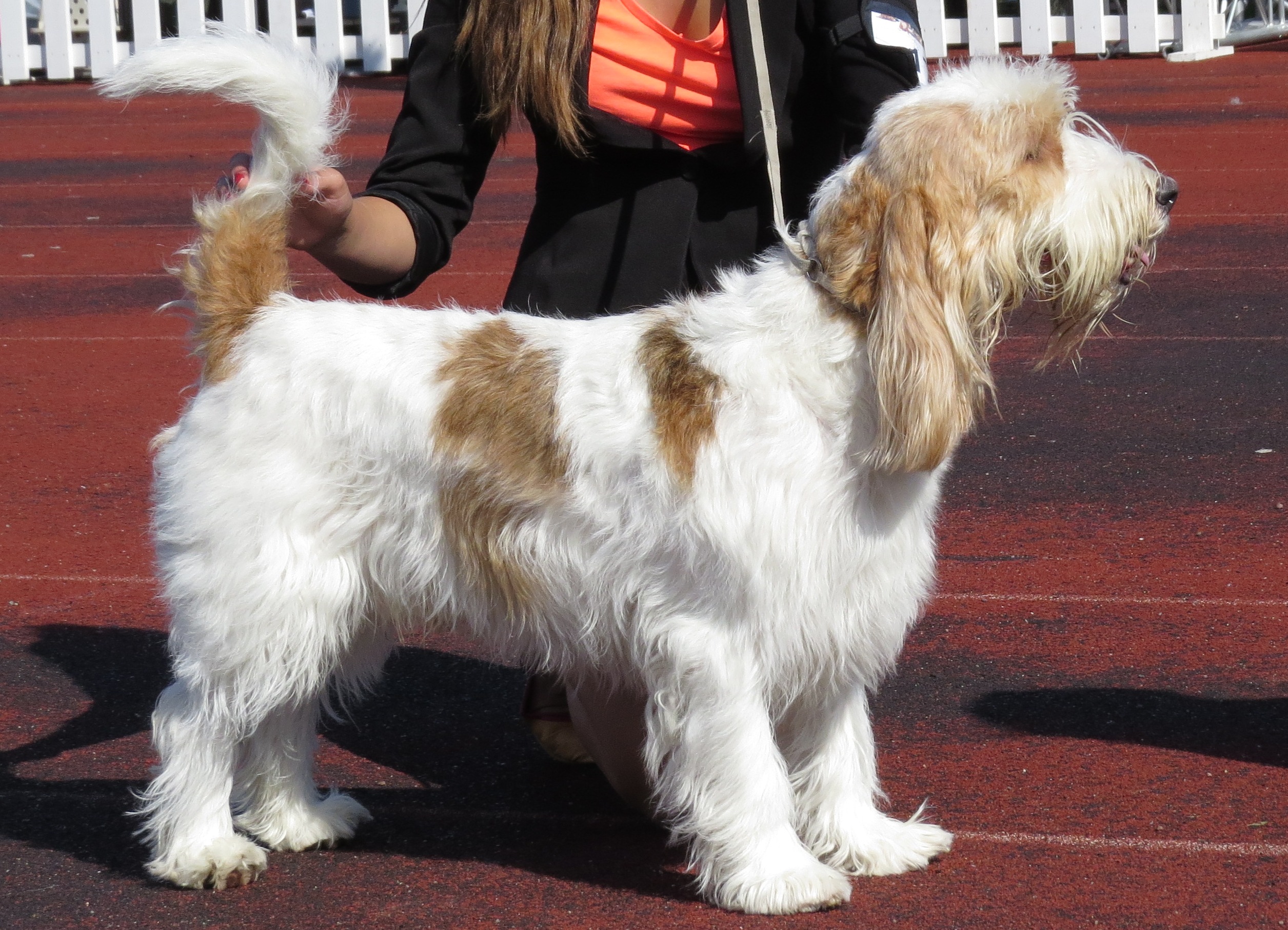 Photograph showing the Grand Basset Griffon Vendeen breed