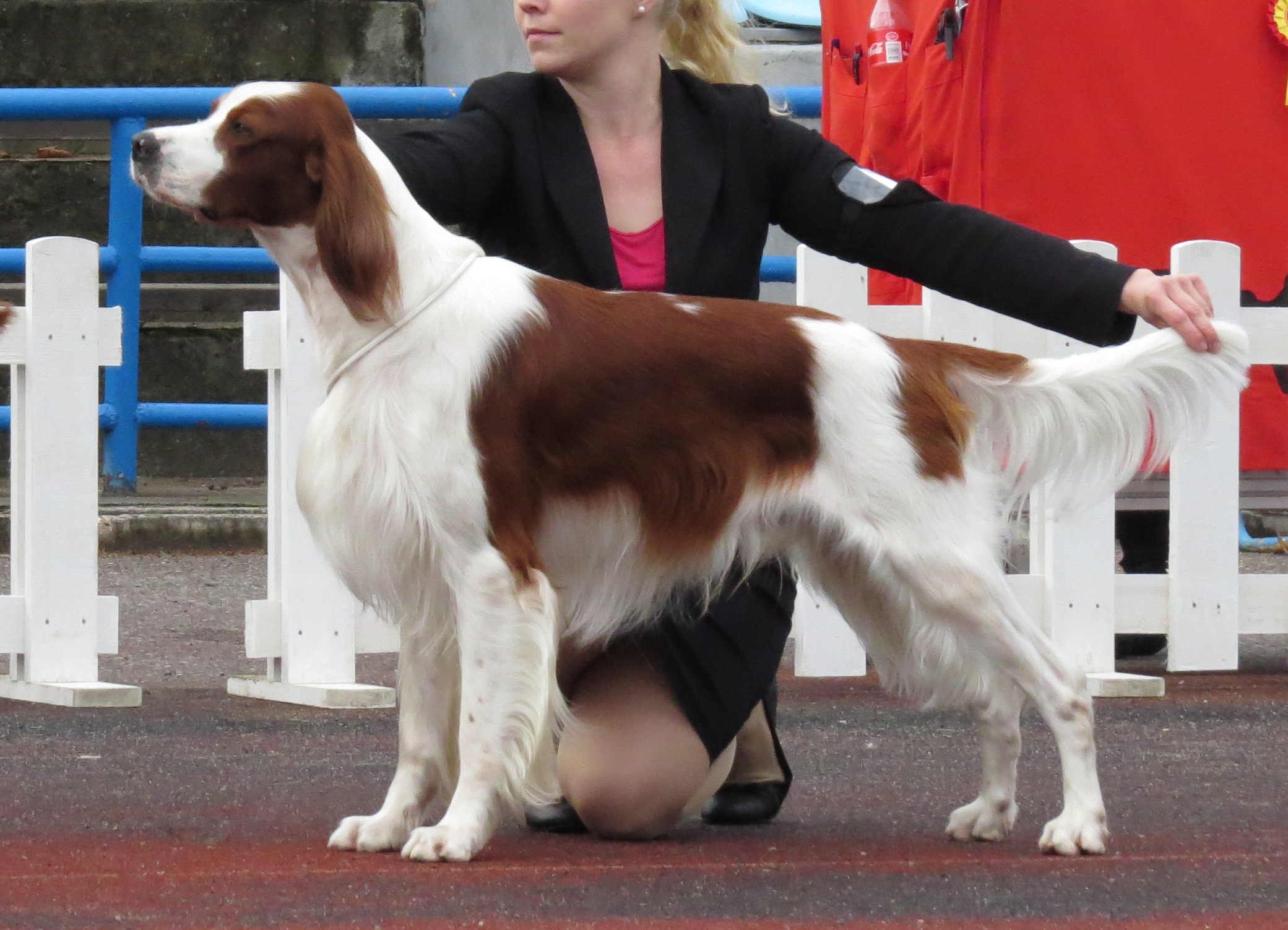 Photograph showing the Irish Red and White Setter breed