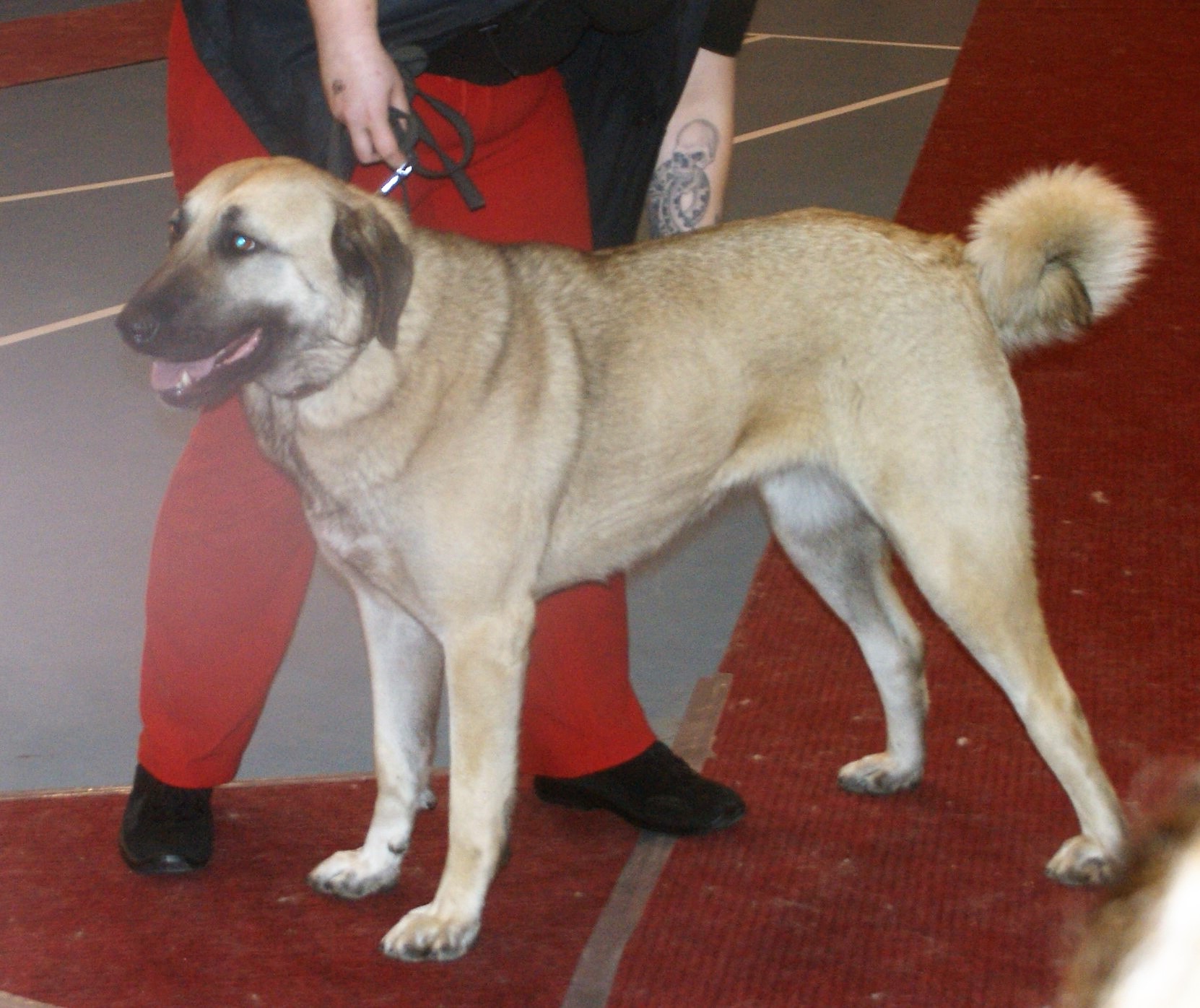 Photograph showing the Kangal Shepherd Dog breed