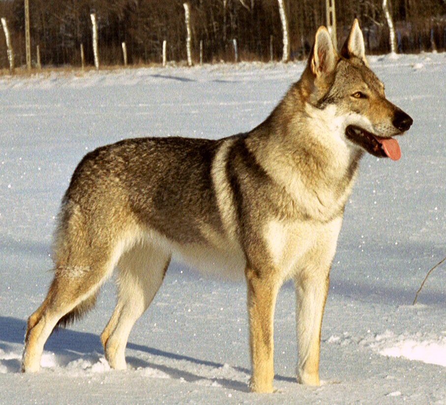 Photograph showing the Czechoslovakian Wolfdog breed