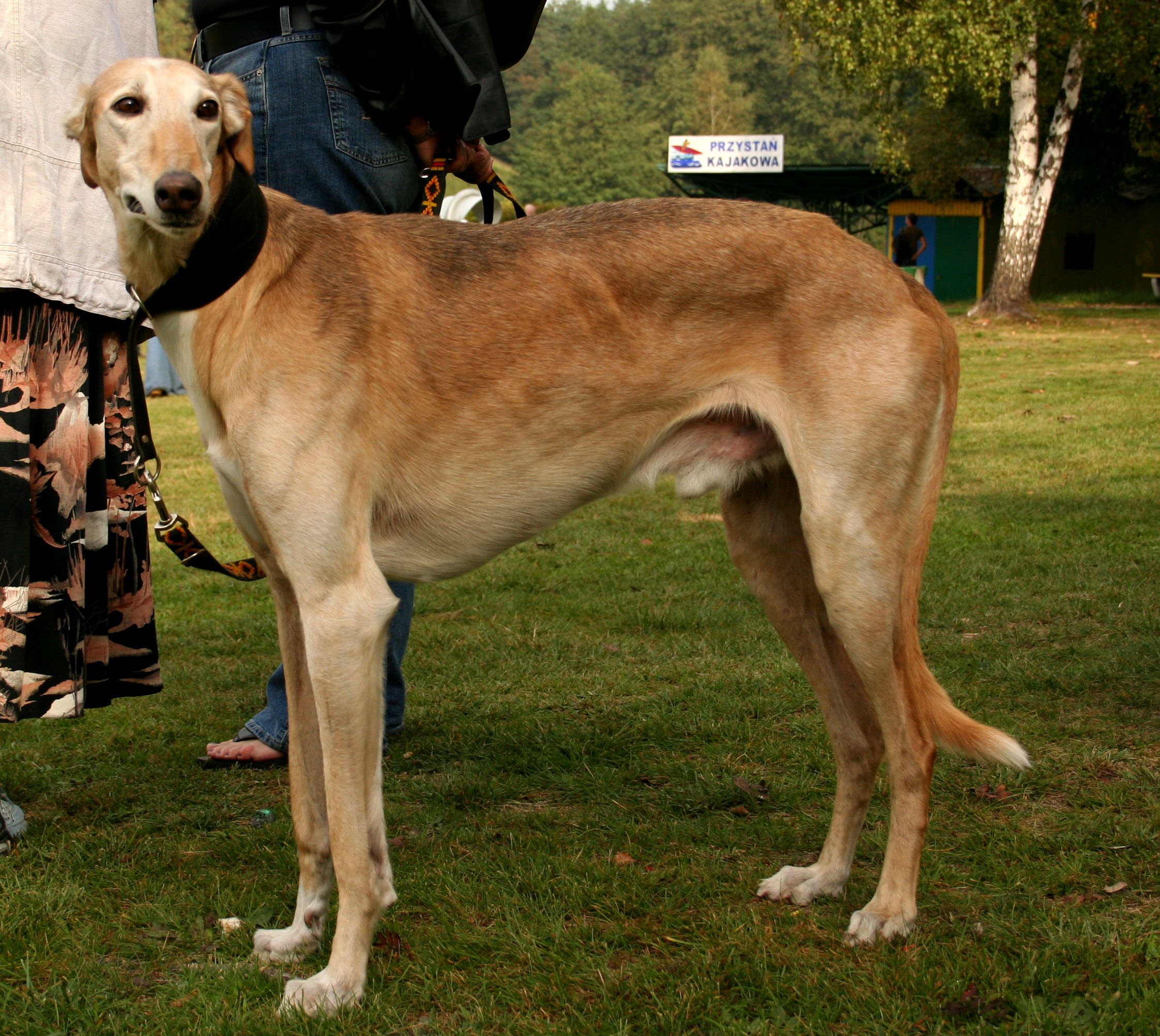 Photograph showing the Polish Greyhound breed