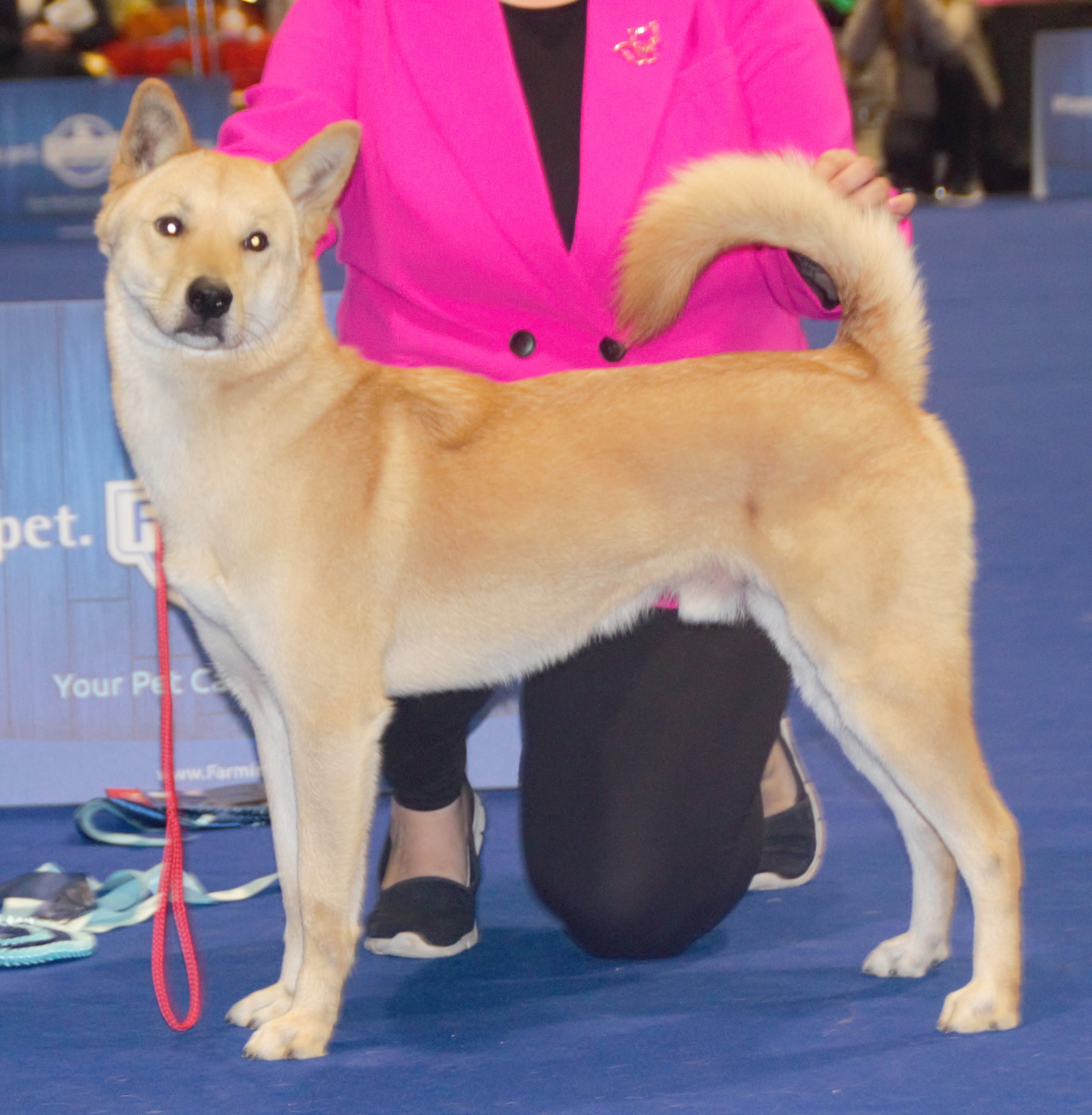 Photograph showing the Korean Jindo Dog breed