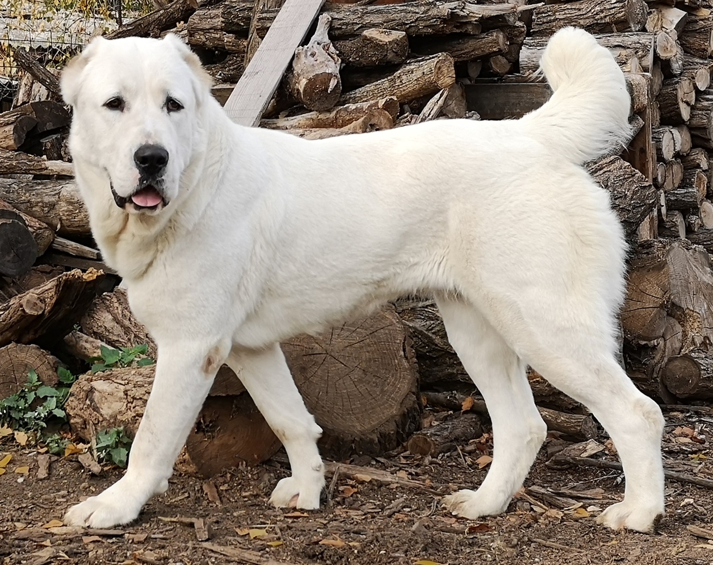 Photograph showing the Central Asian Shepherd Dog breed
