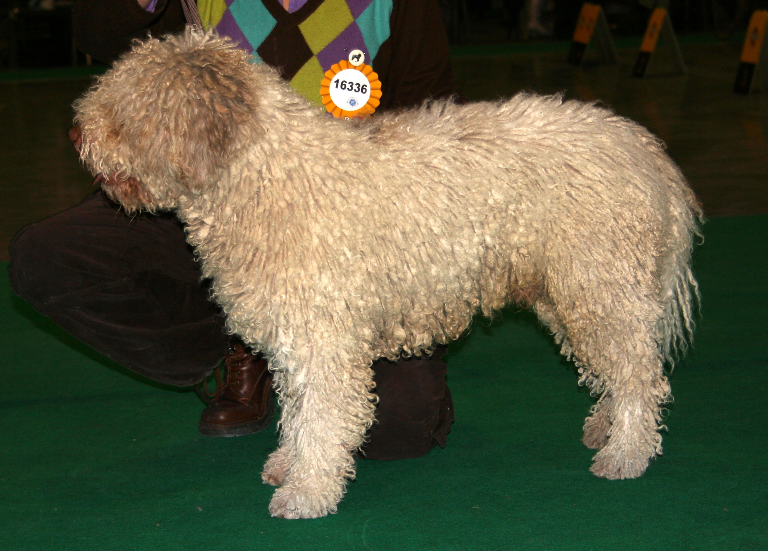 Photograph showing the Spanish Water Dog breed