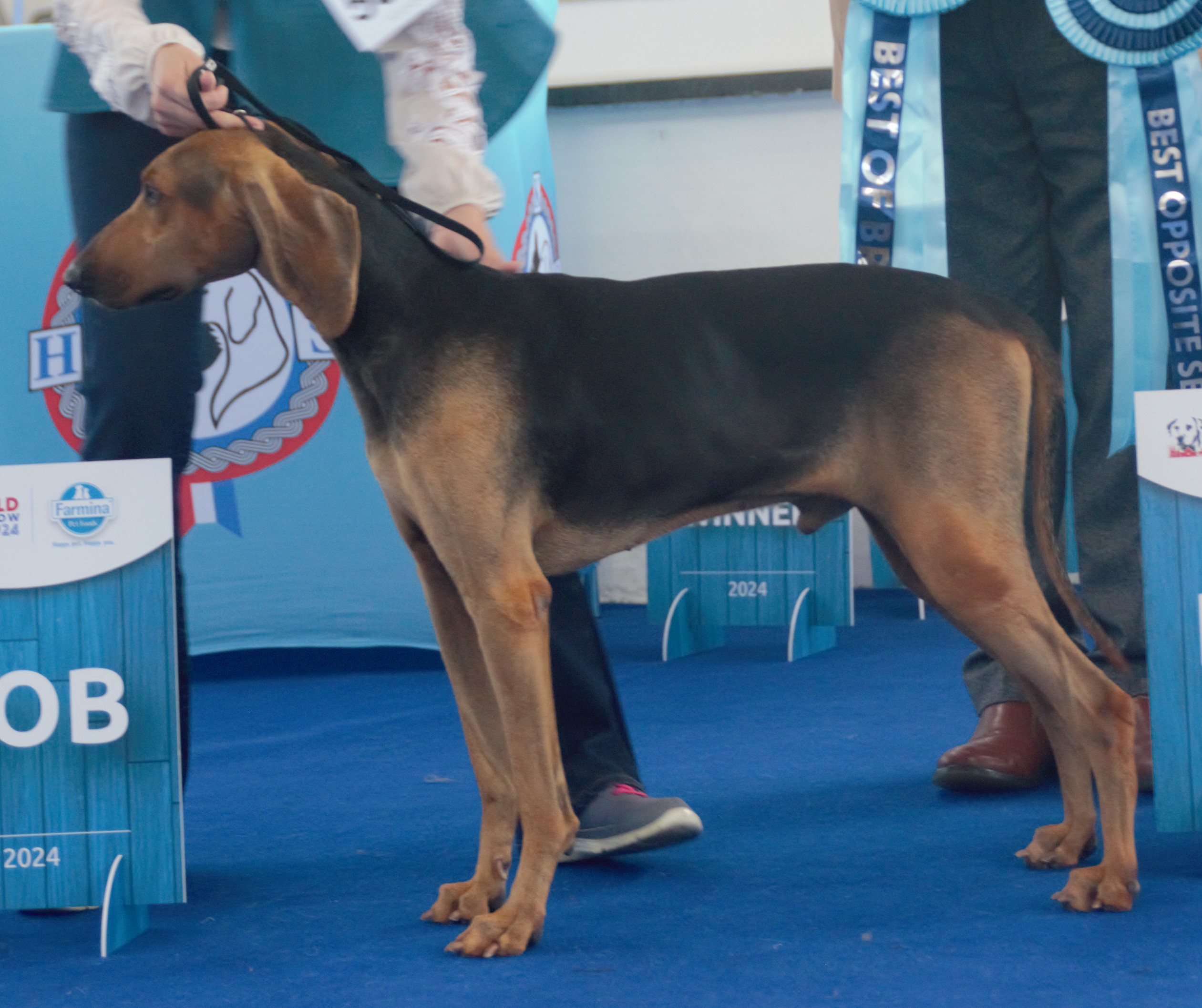 Photograph showing the Italian Short-Haired Segugio breed