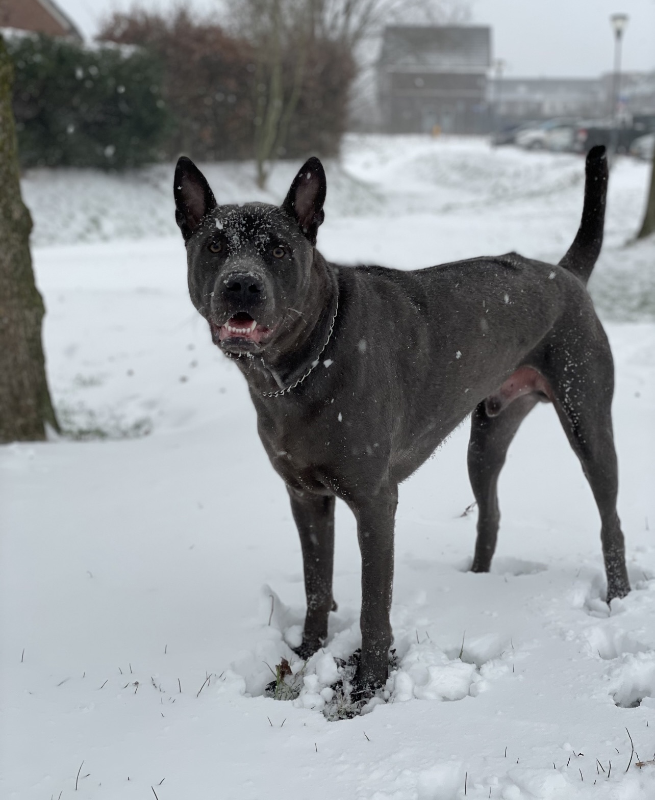 Photograph showing the Thai Ridgeback breed