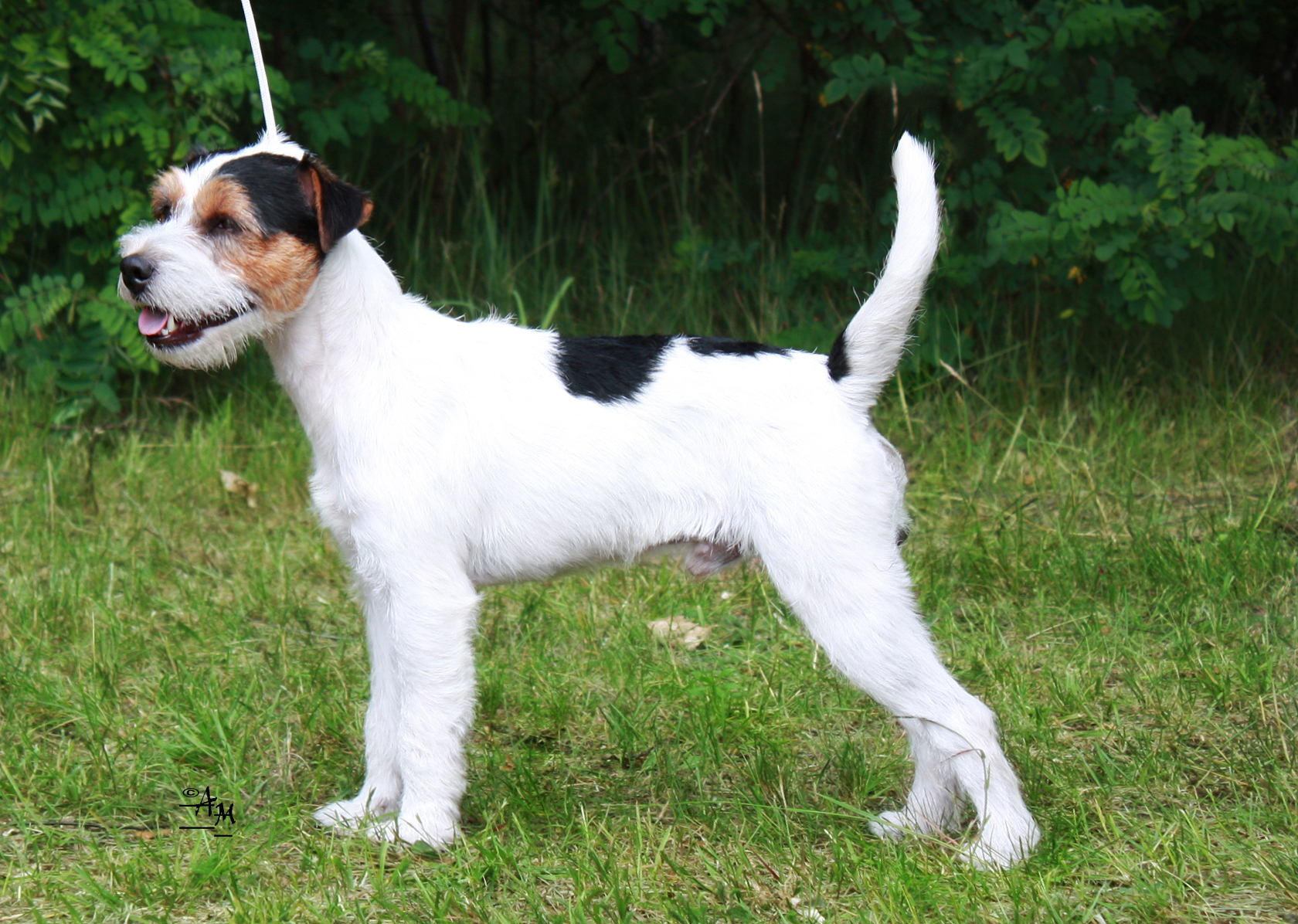 Photograph showing the Parson Russell Terrier breed