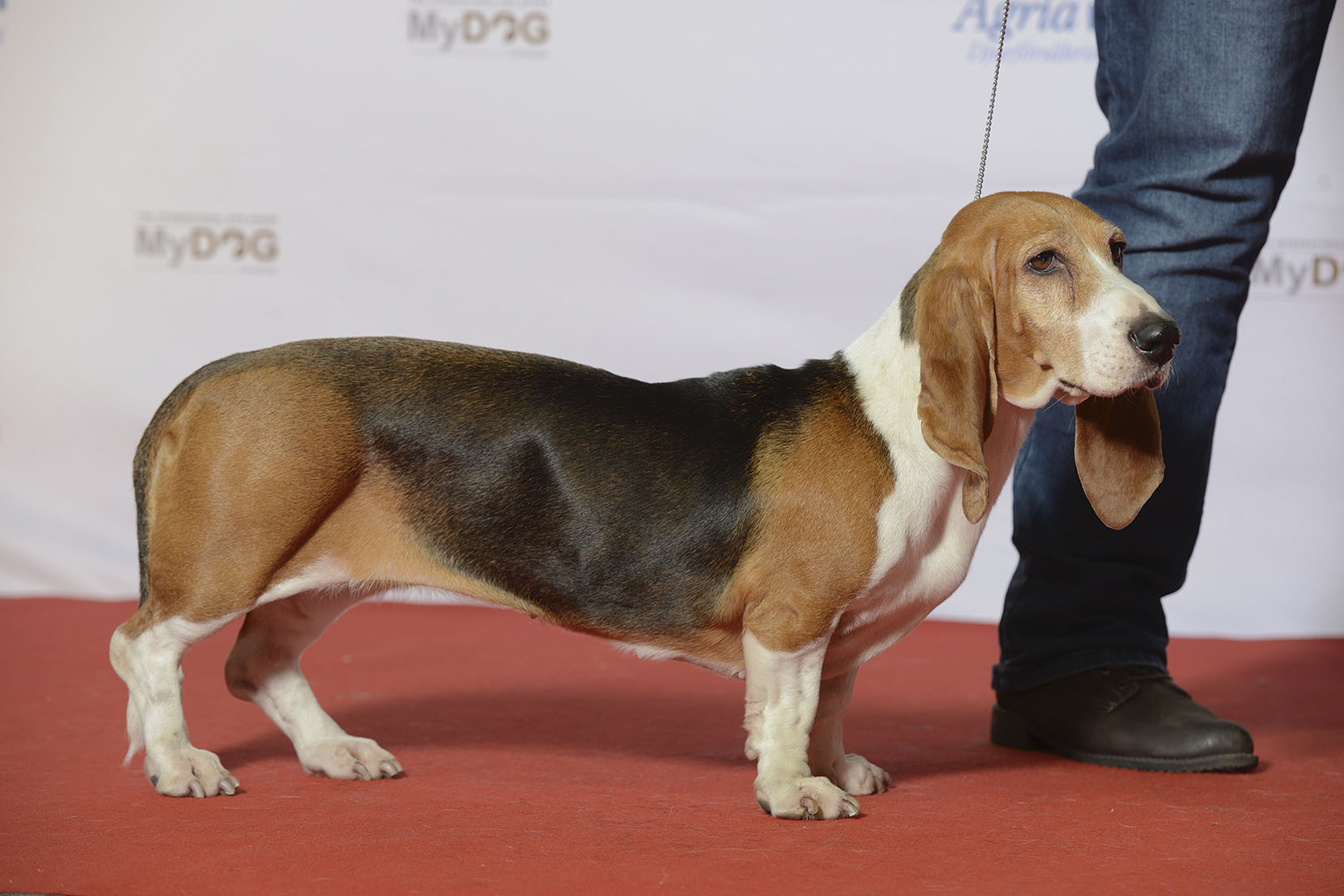 Photograph showing the Basset Artesien Normand breed