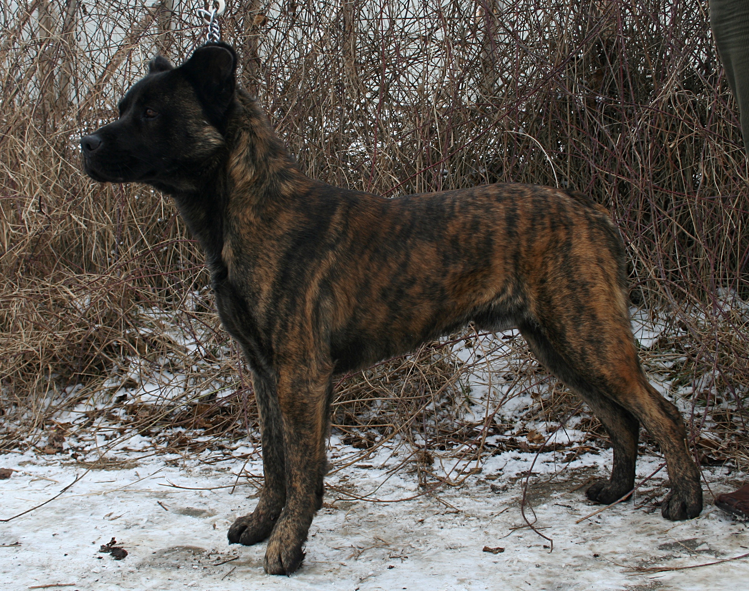 Photograph showing the Saint Miguel Cattle Dog breed