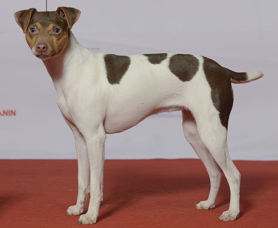 Photograph showing the Brazilian Terrier breed
