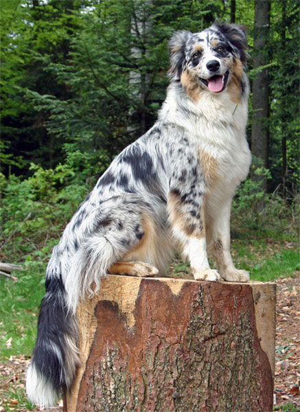 Photograph showing the Australian Shepherd breed