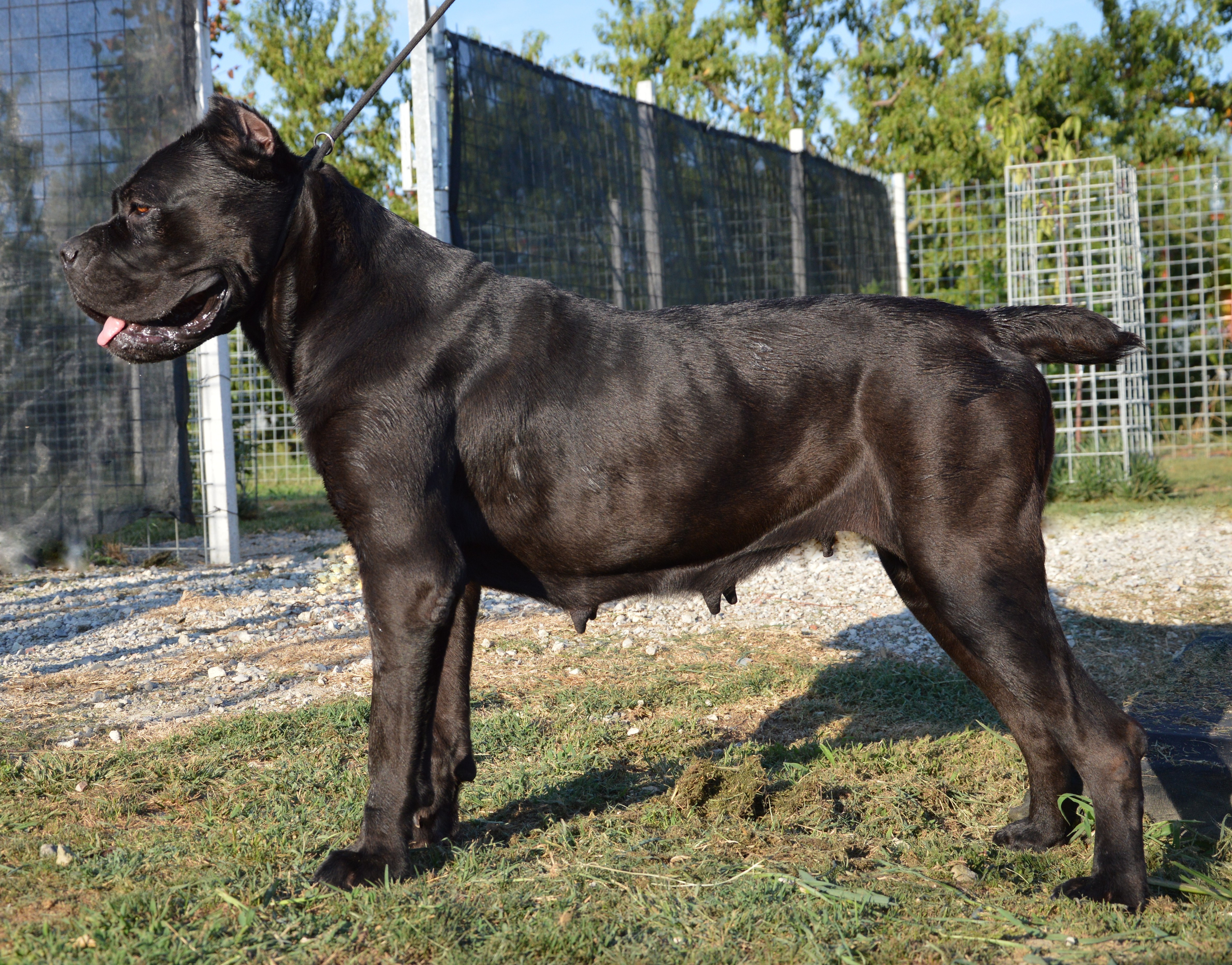 Photograph showing the Cane Corso breed
