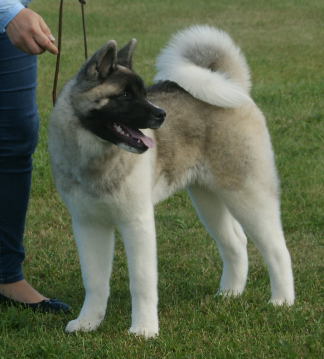Photograph showing the American Akita breed