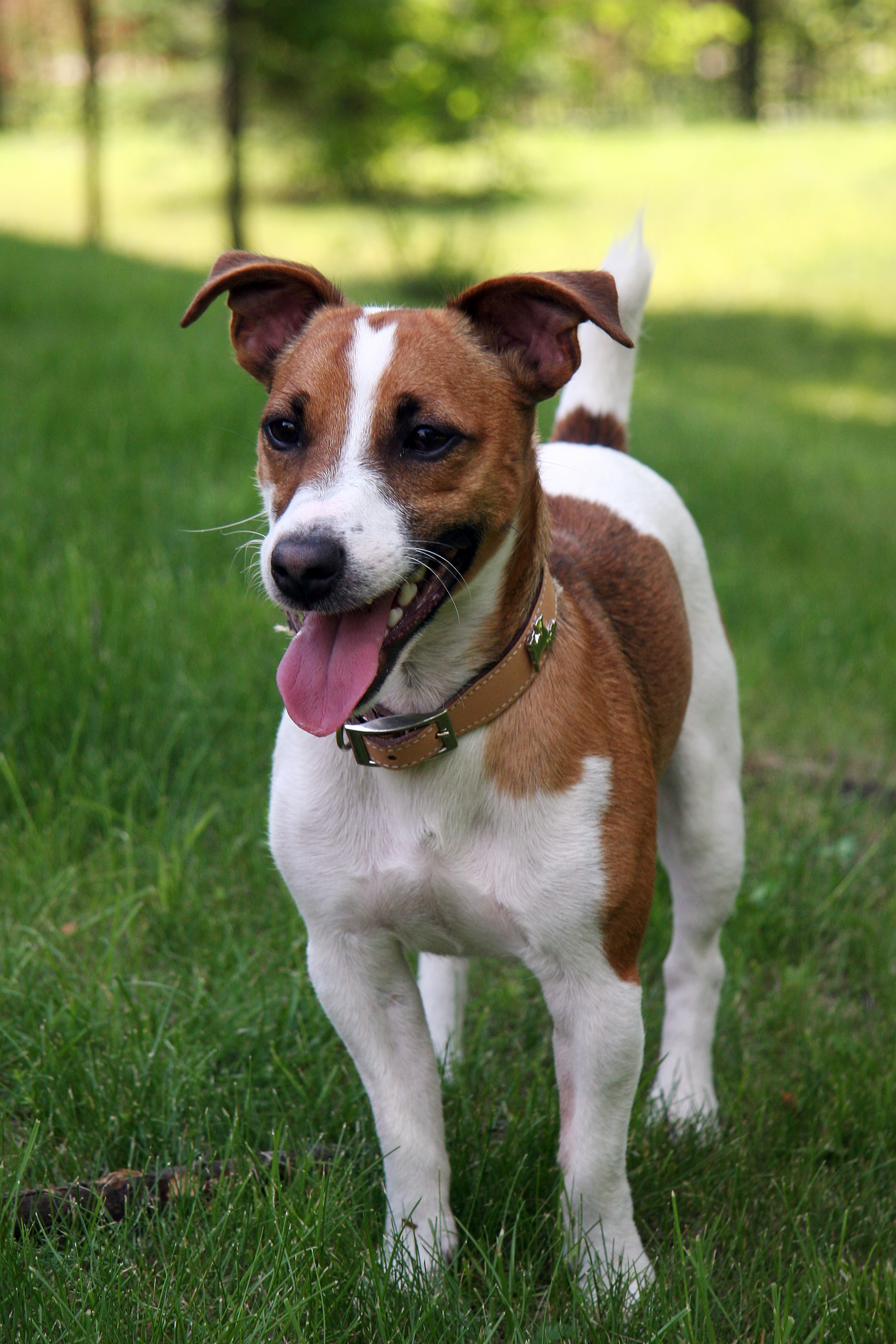 Photograph showing the Jack Russell Terrier breed