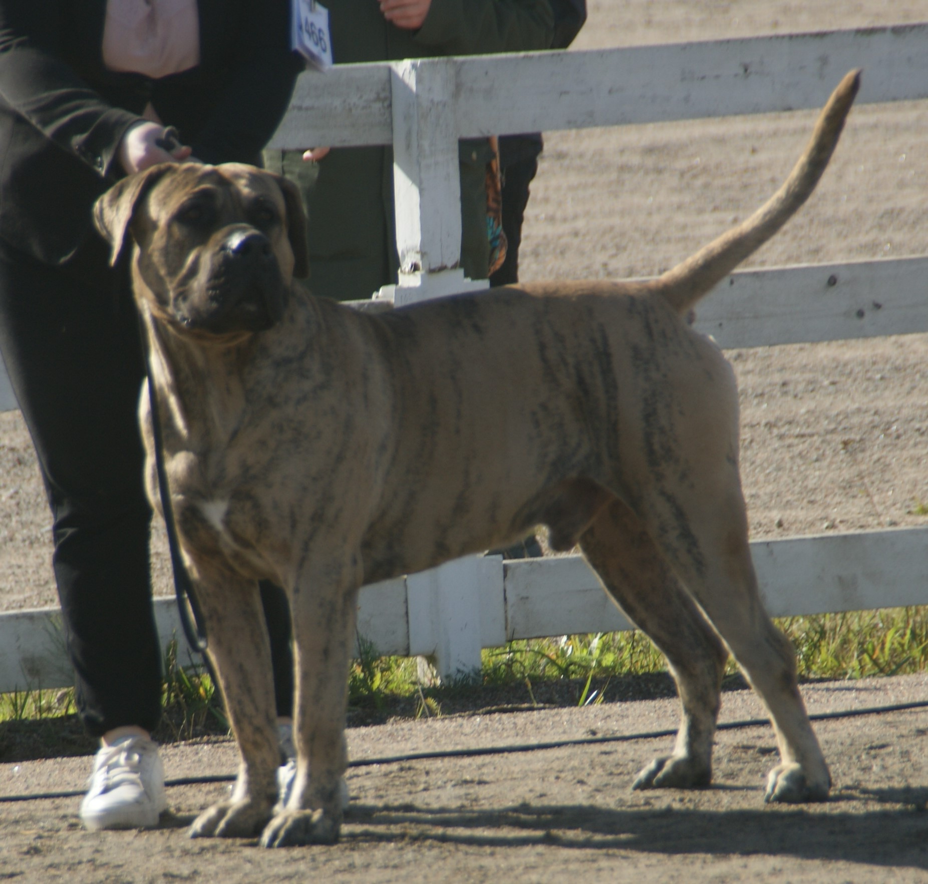Photograph showing the Presa Canario breed
