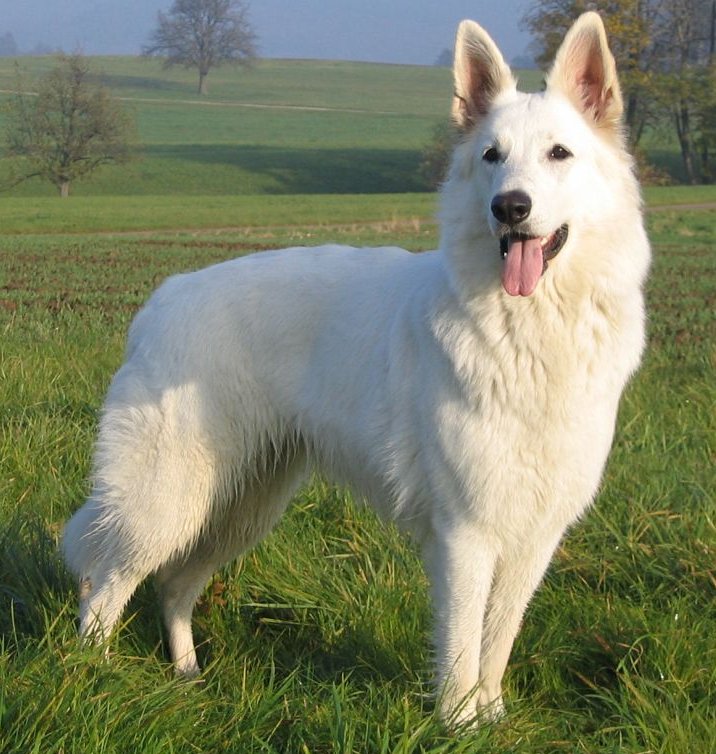 Photograph showing the White Swiss Shepherd Dog breed