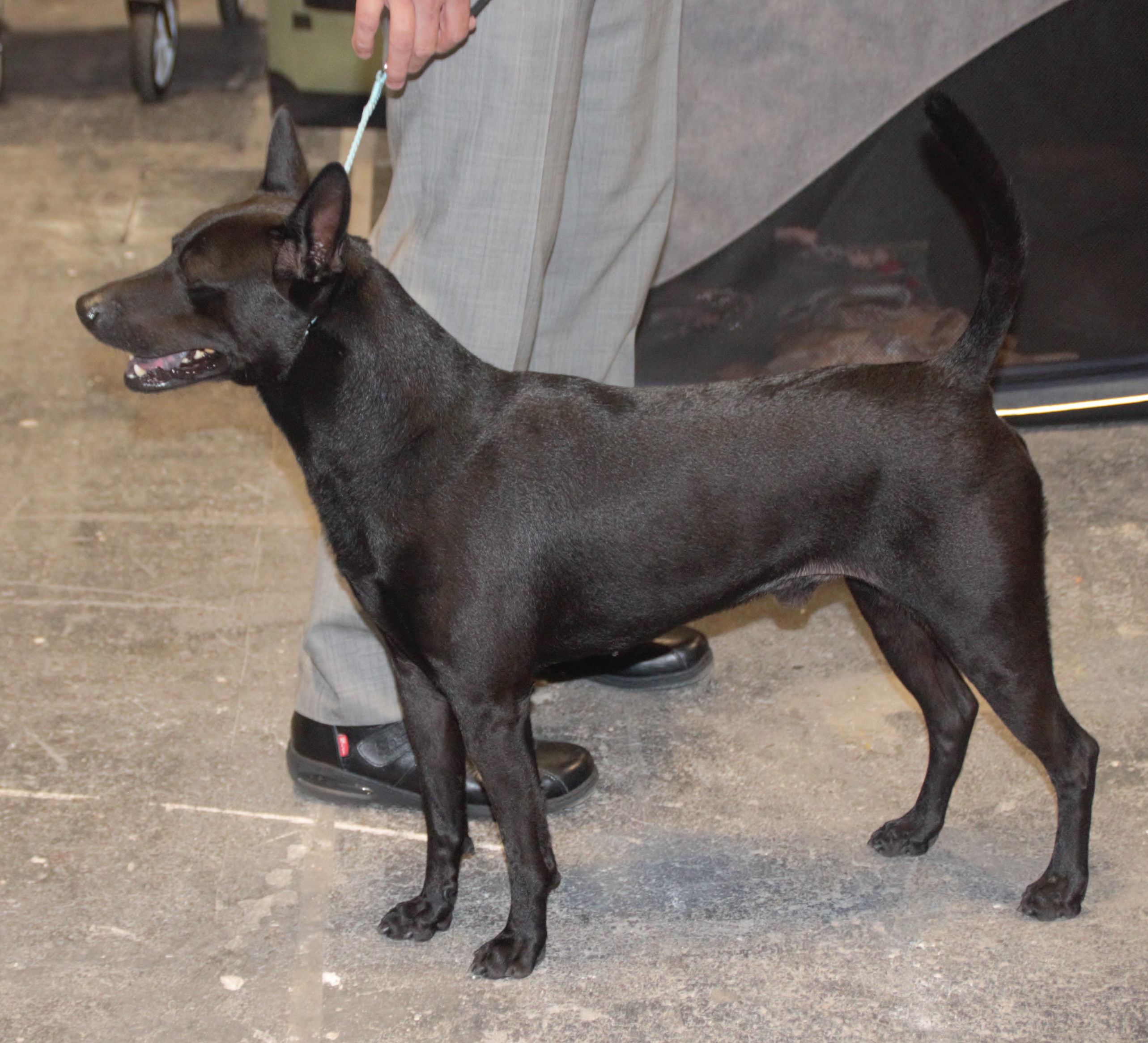 Photograph showing the Taiwan Dog breed