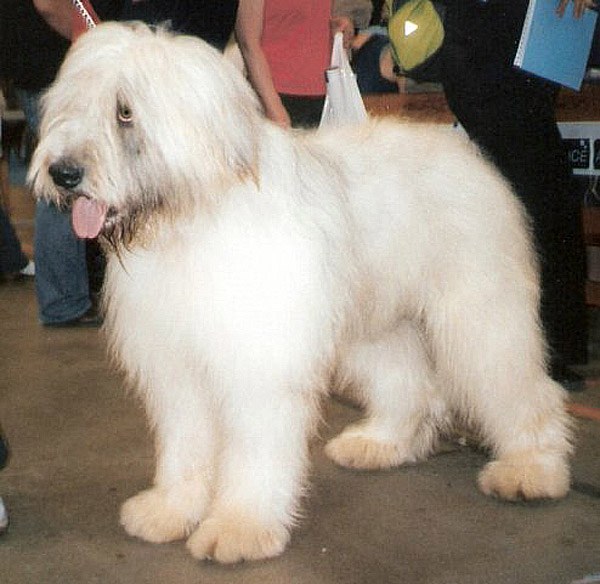 Photograph showing the Romanian Mioritic Shepherd Dog breed