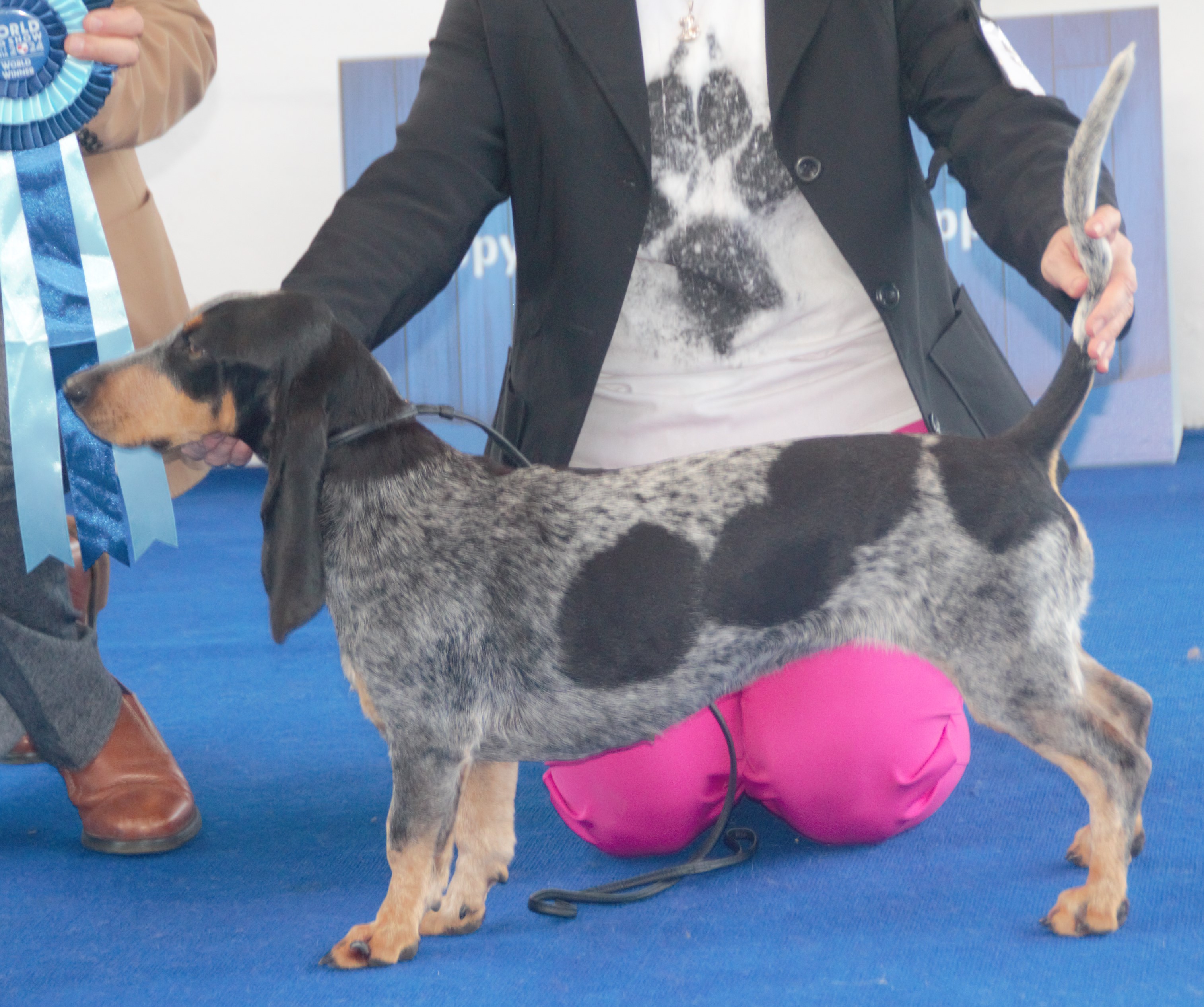 Photograph showing the Basset Bleu de Gascogne breed