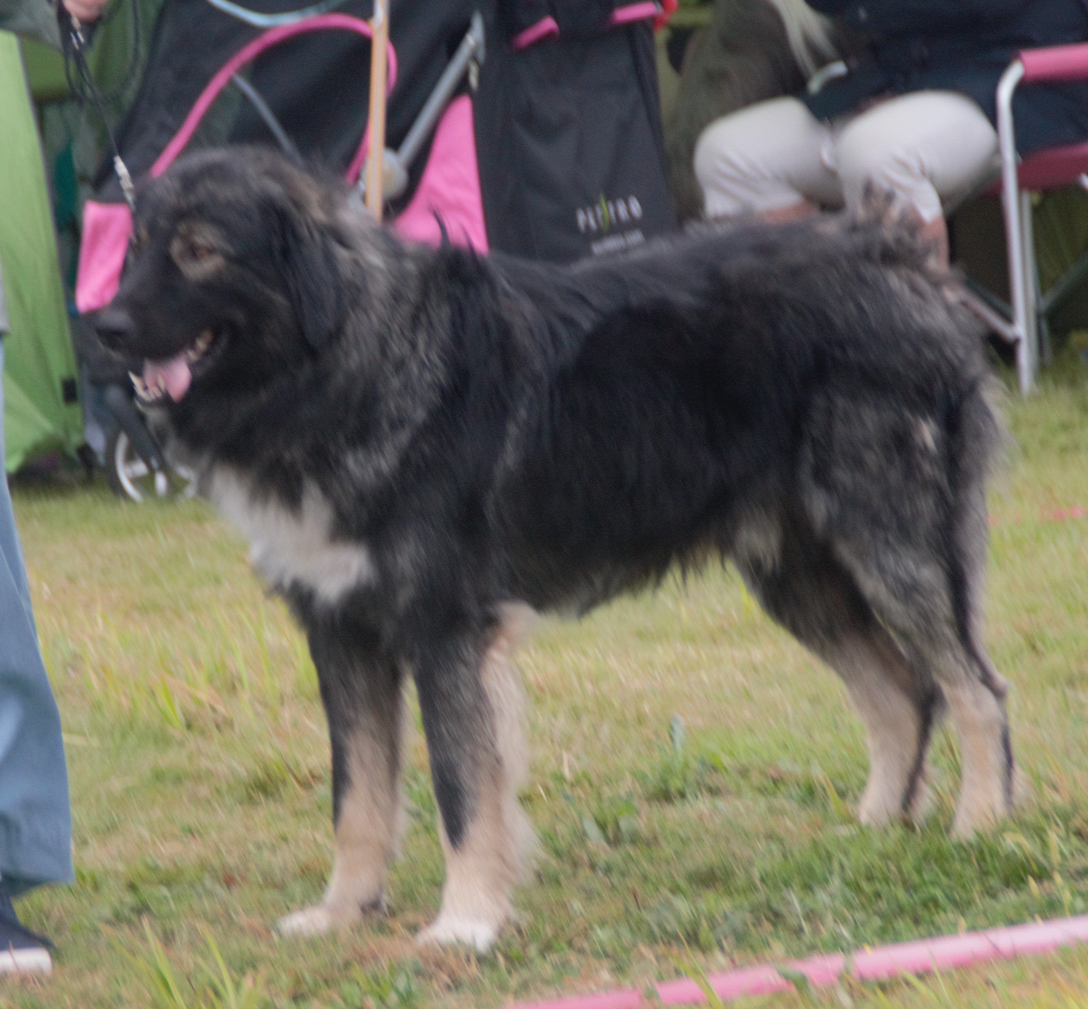 Photograph showing the Romanian Carpathian Shepherd Dog breed