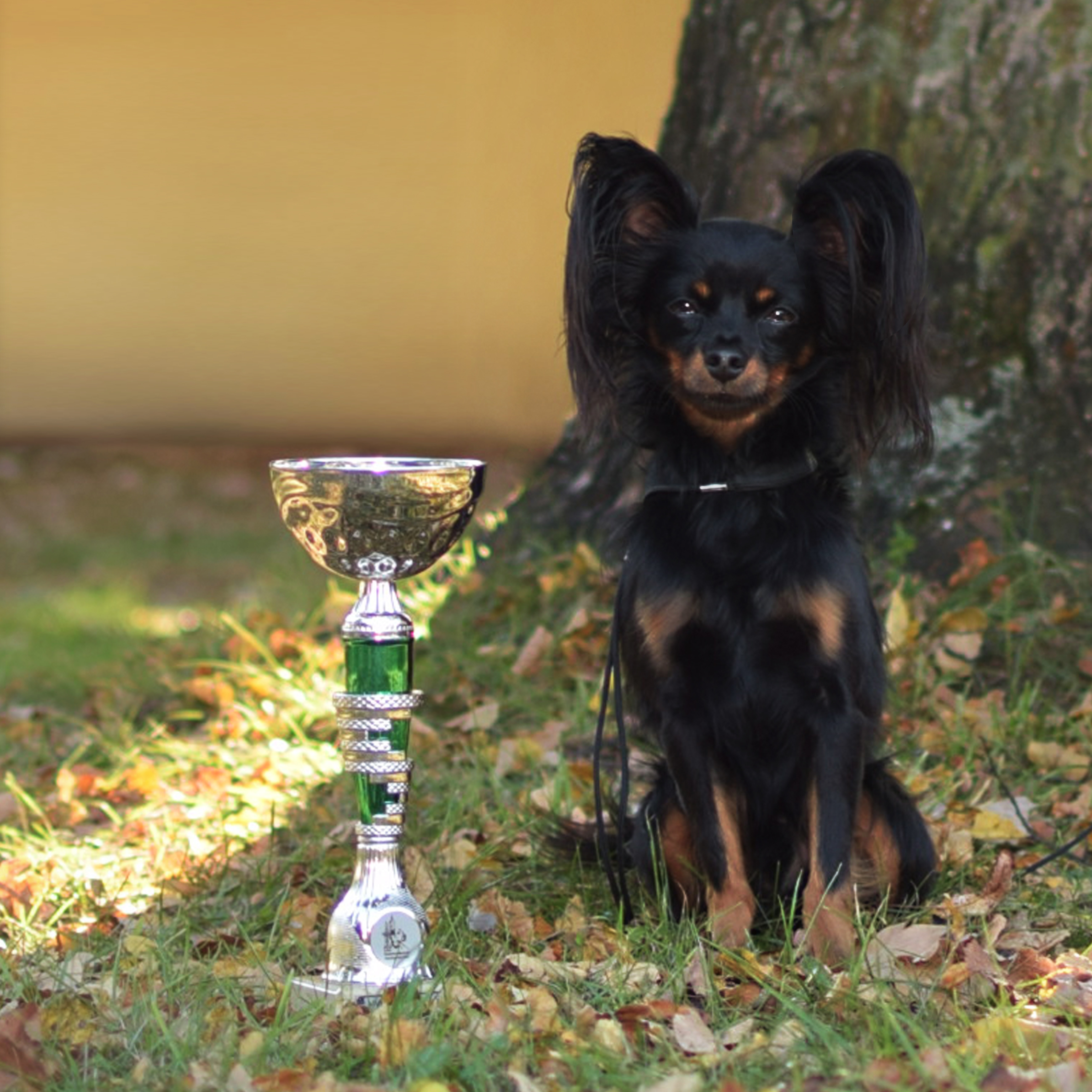 Photograph showing the Russian Toy breed