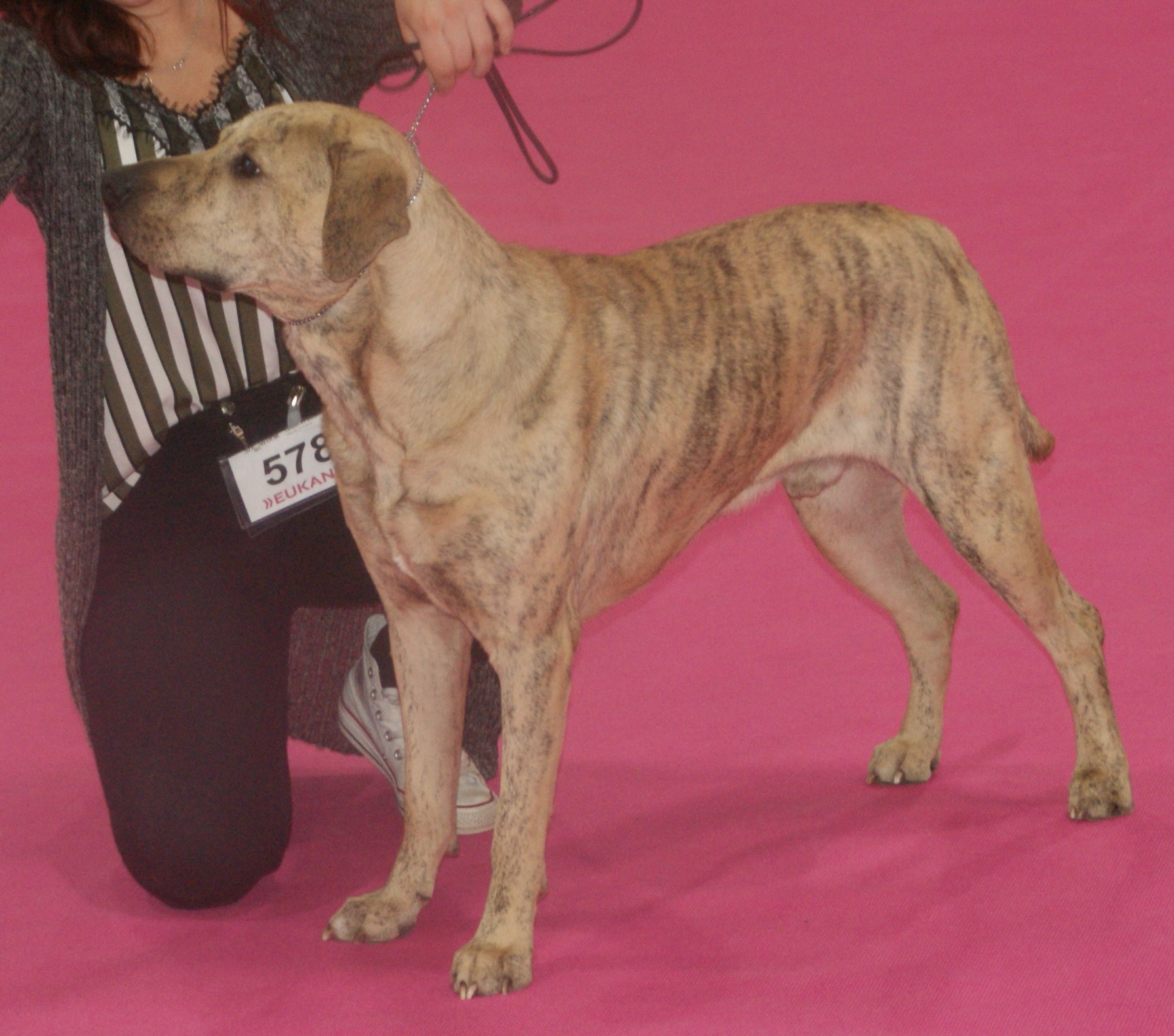 Photograph showing the Uruguayan Cimarron breed