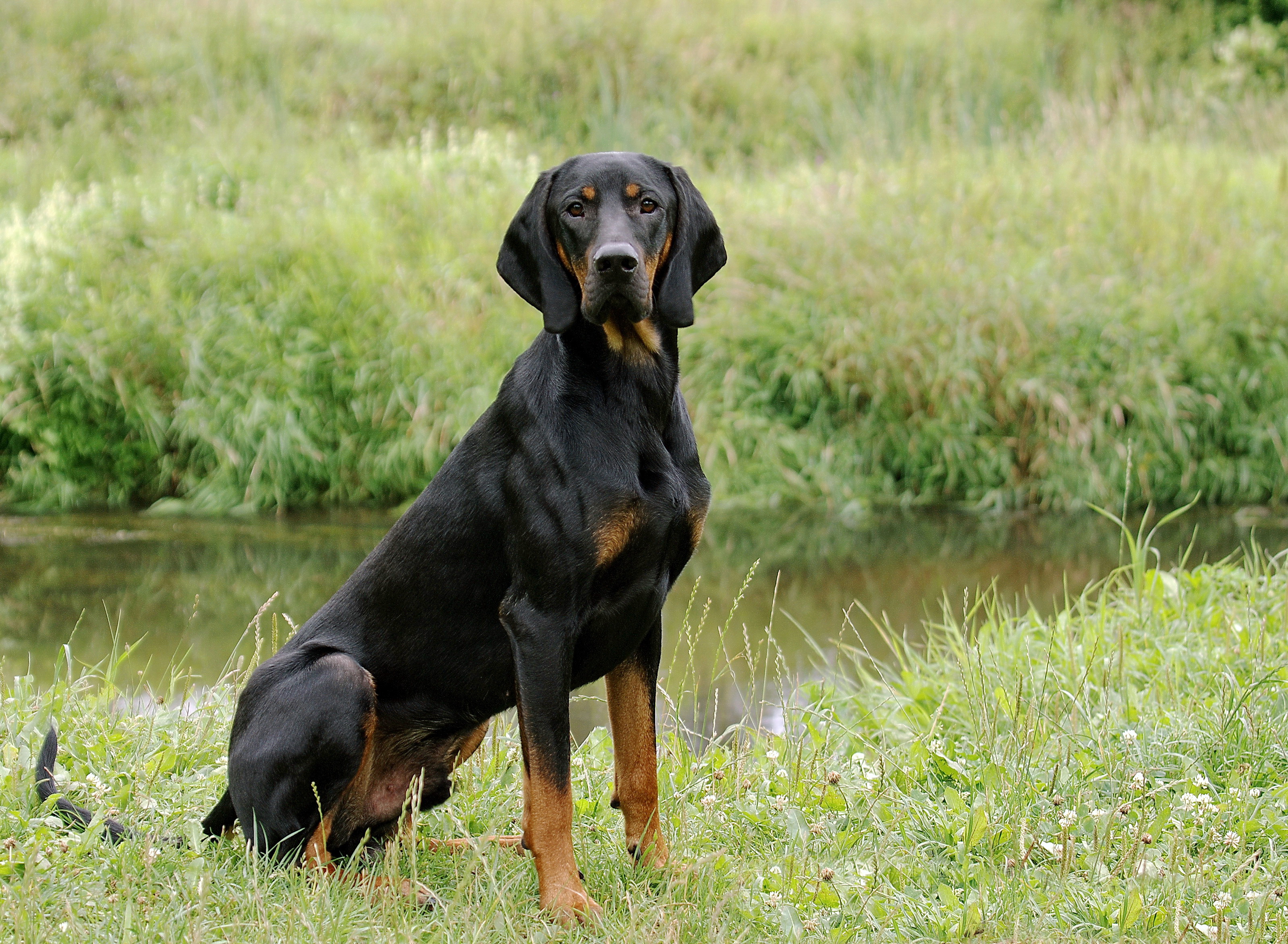 Photograph showing the Polish Hunting Dog breed
