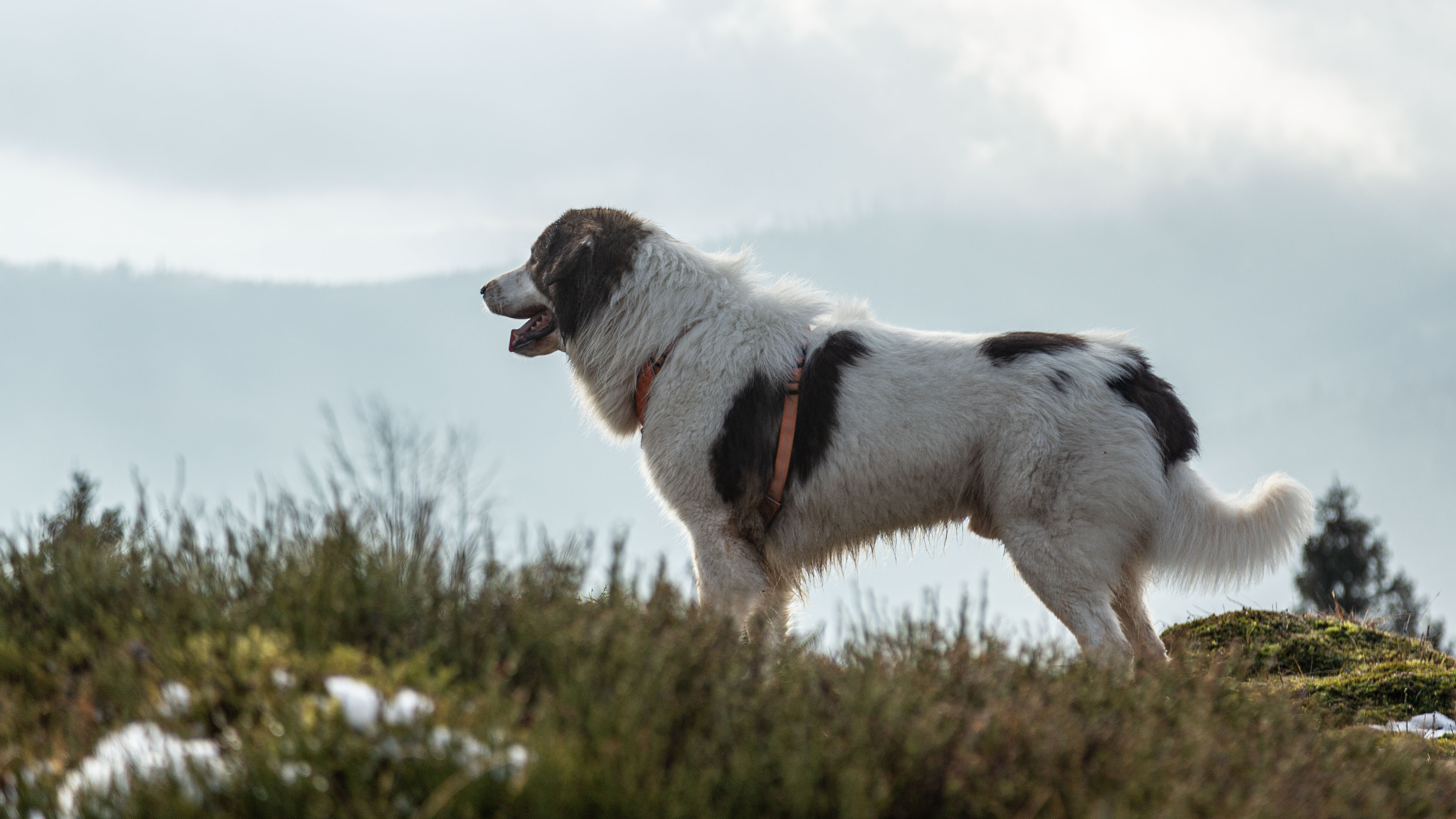 Photograph showing the Tornjak breed