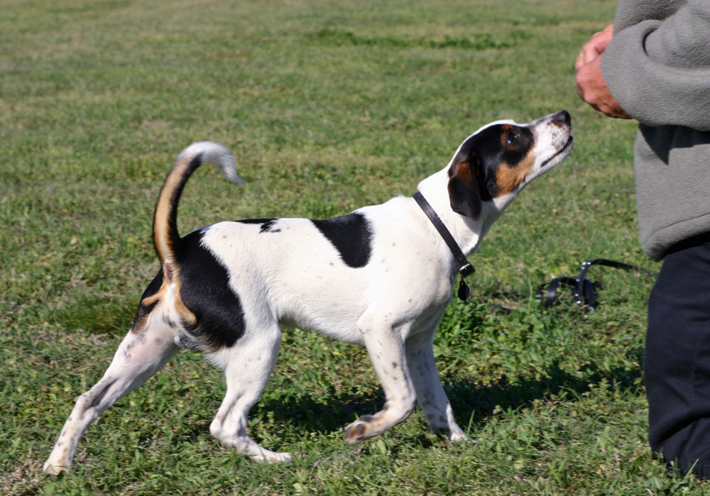 Photograph showing the Danish-Swedish Farmdog breed