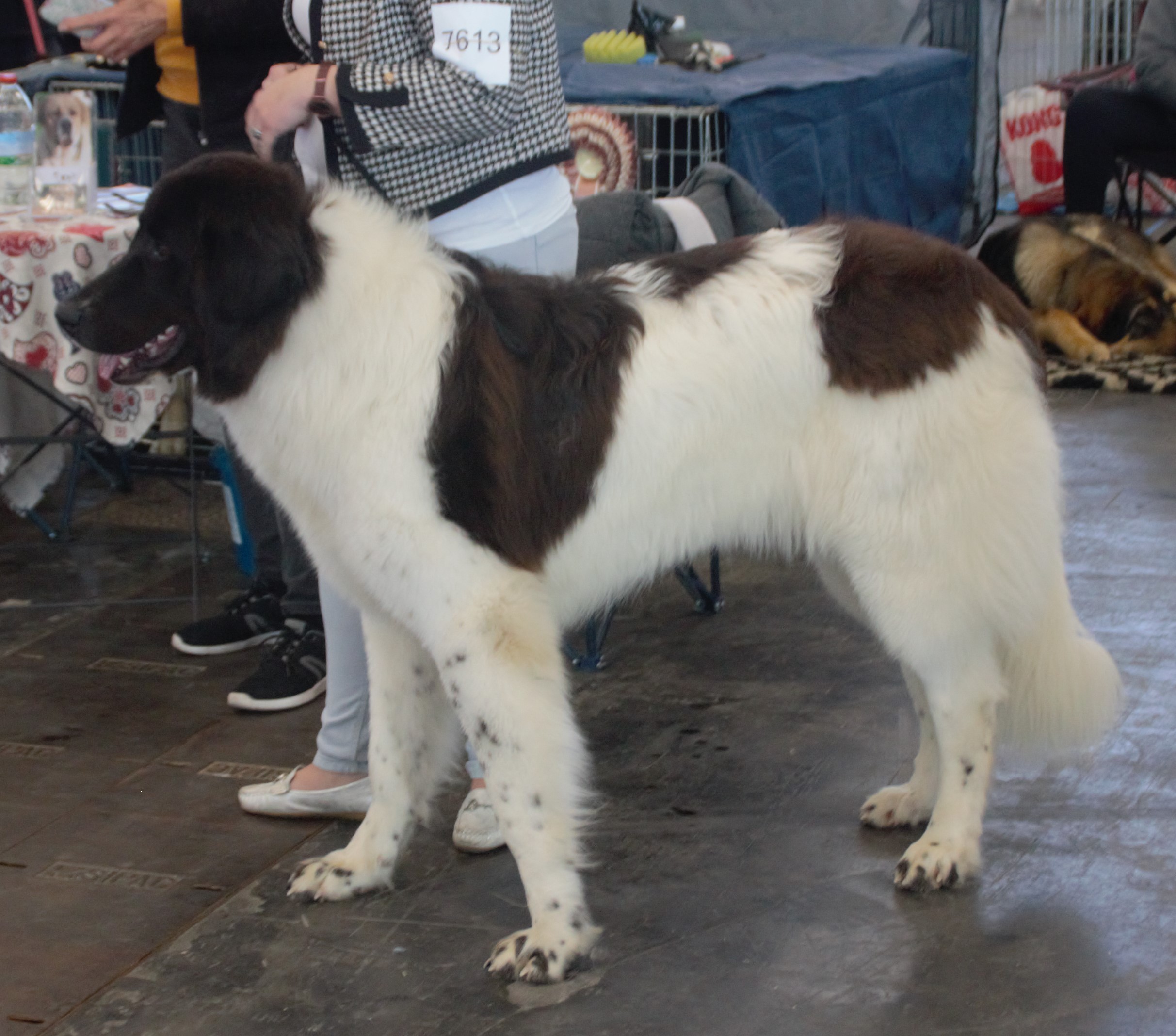Photograph showing the Romanian Bucovina Shepherd breed