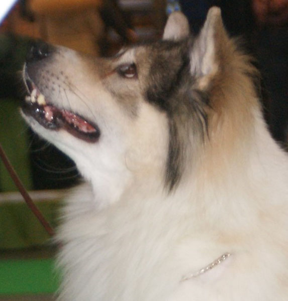 Photograph showing the Thai Bangkaew Dog breed