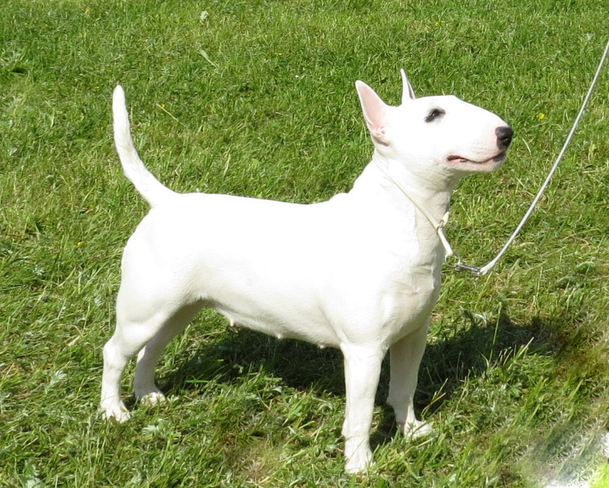 Photograph showing the Miniature Bull Terrier breed