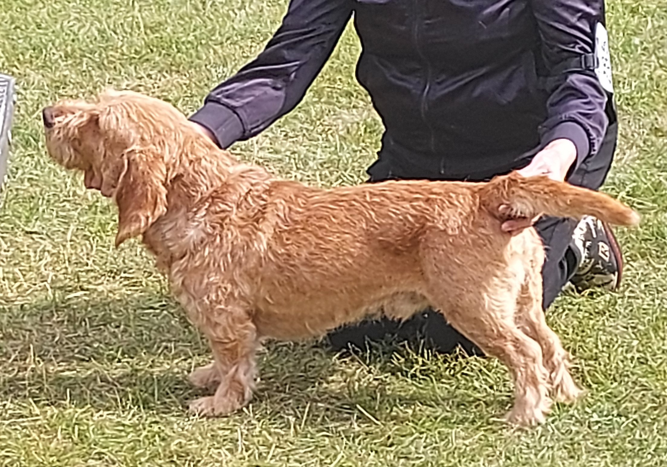 Photograph showing the Basset Fauve de Bretagne breed