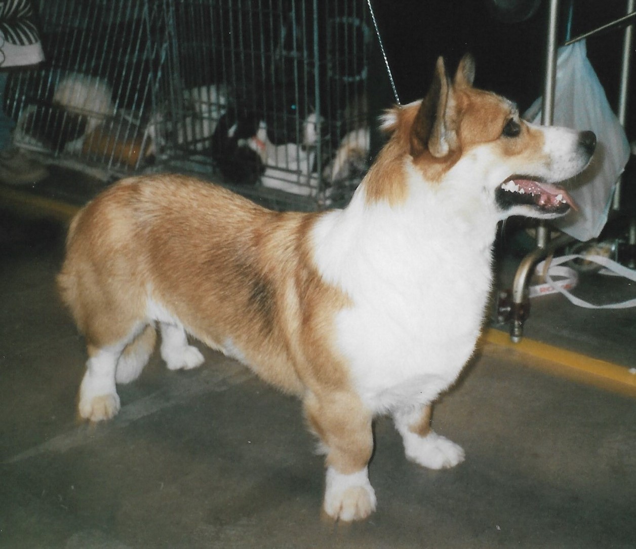 Photograph showing the Cardigan Welsh Corgi breed