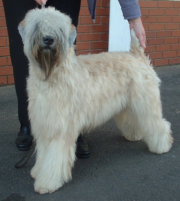 Photograph showing the Soft Coated Wheaten Terrier breed