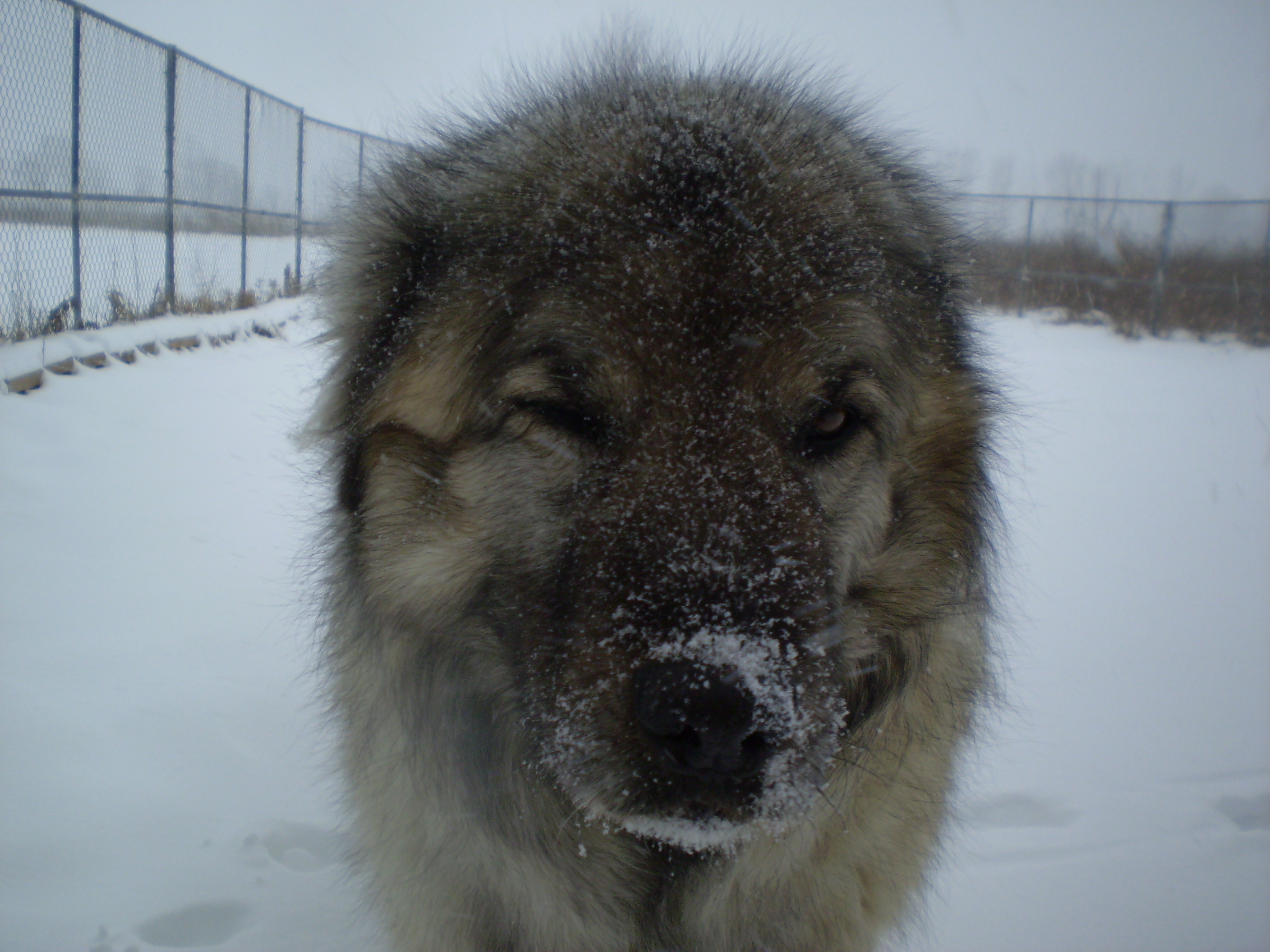 Photograph showing the Sarplaninac breed