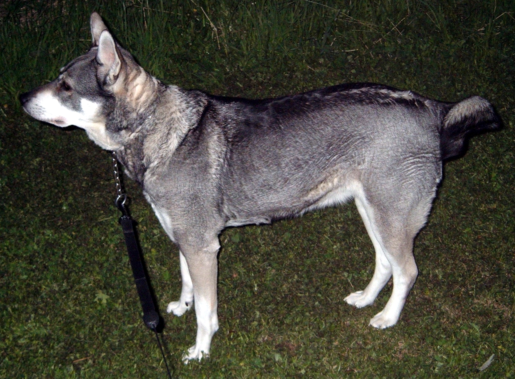 Photograph showing the Jamthund breed