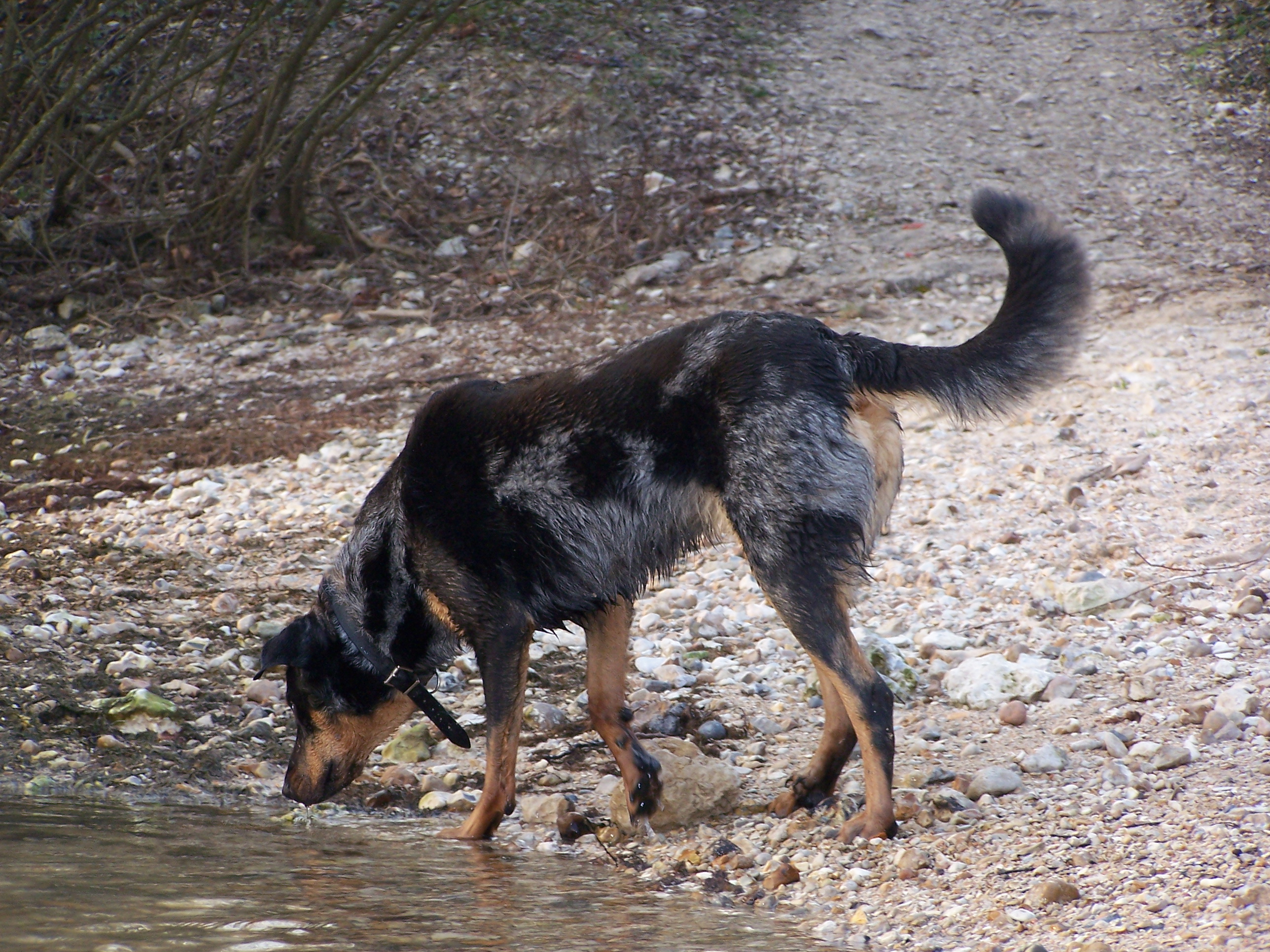 Photograph showing the Beauceron breed