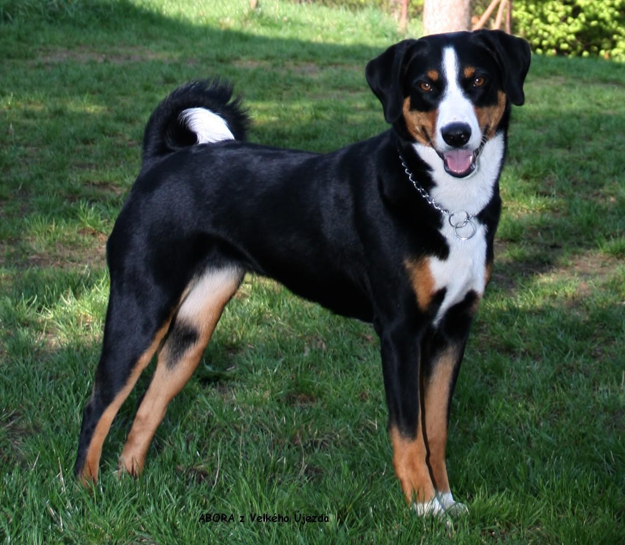 Photograph showing the Appenzeller Sennenhund breed