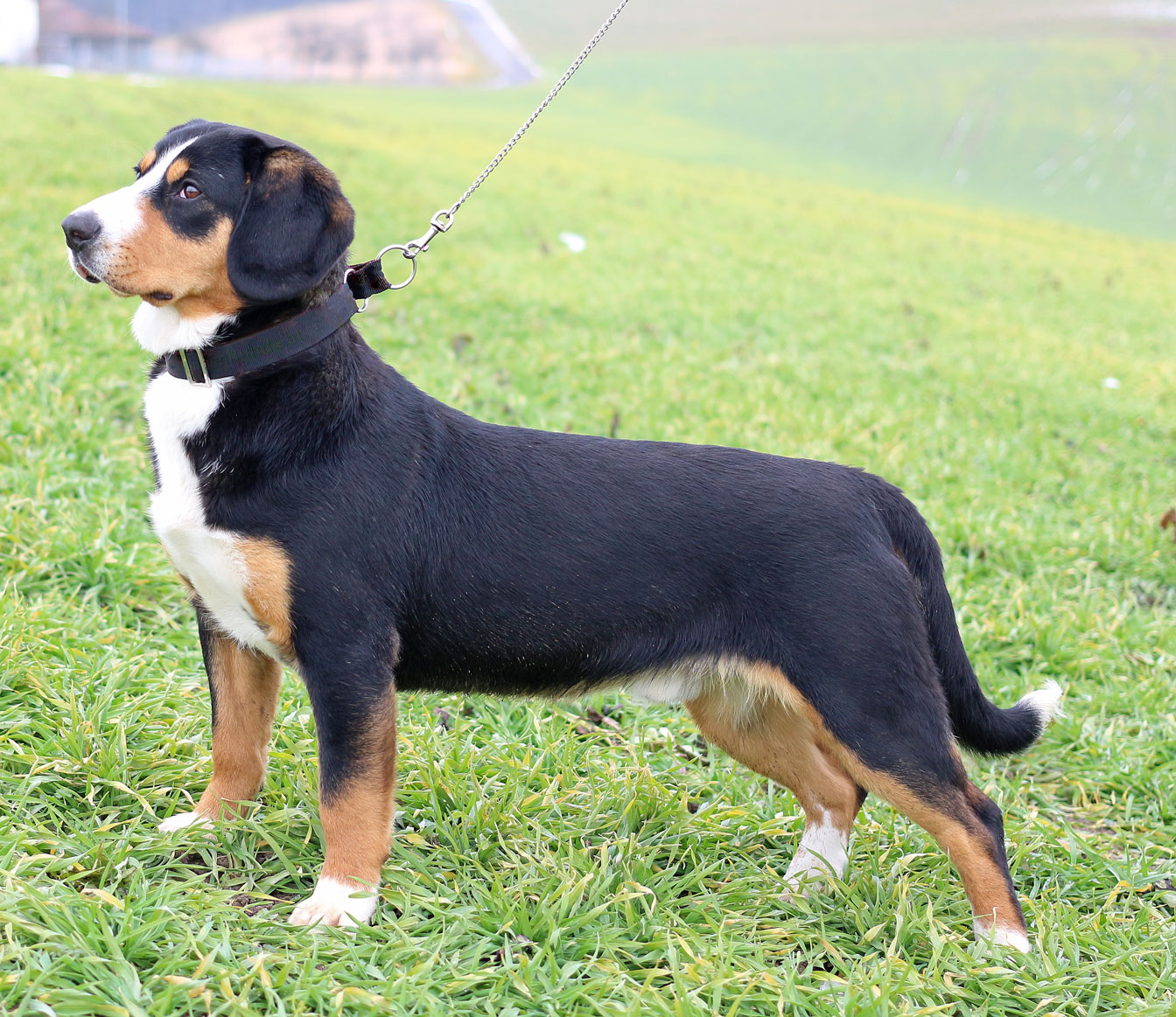 Photograph showing the Entlebucher Mountain Dog breed