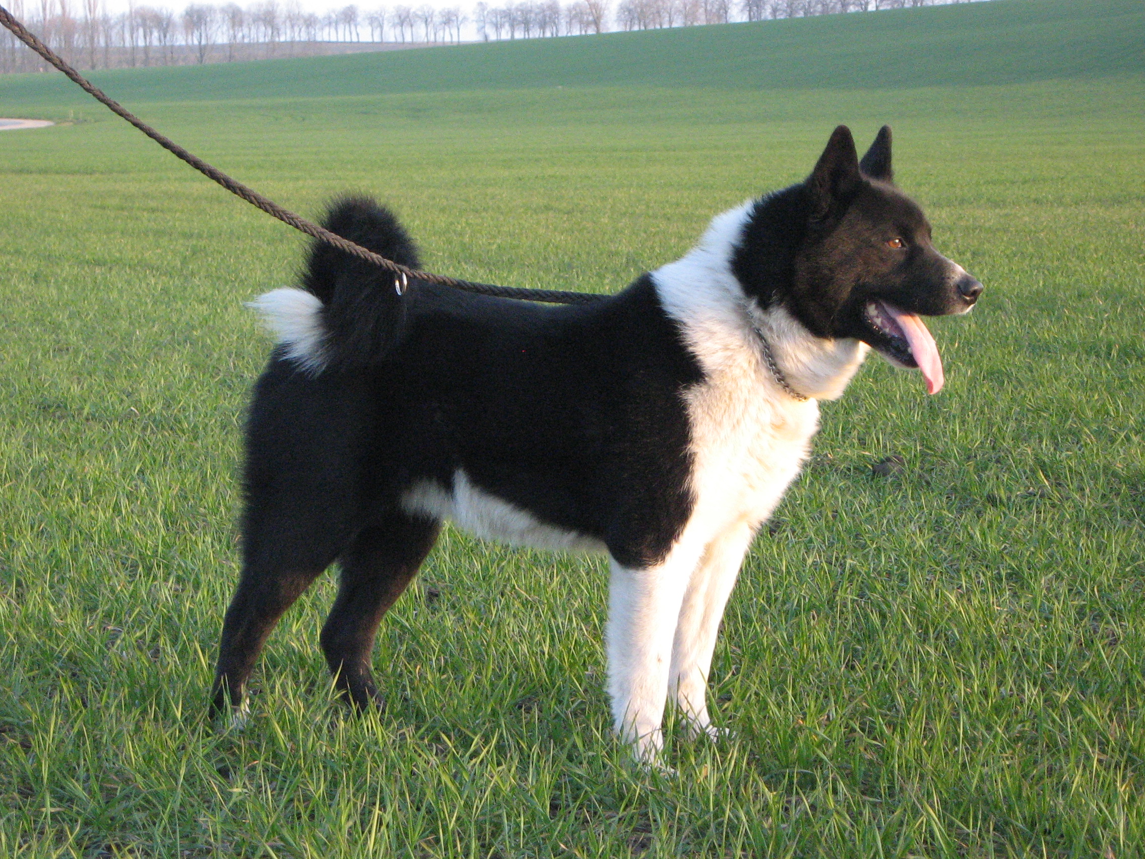 Photograph showing the Karelian Bear Dog breed