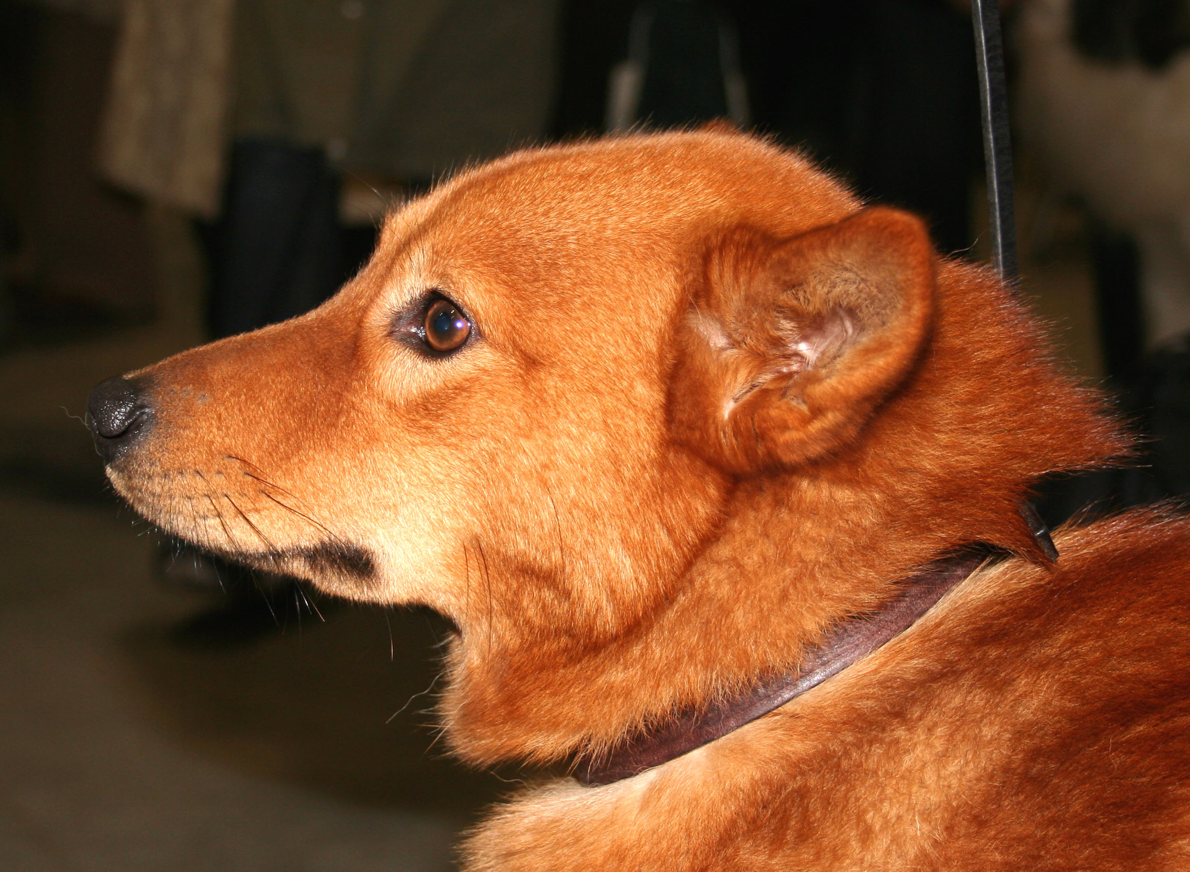 Photograph showing the Finnish Spitz breed