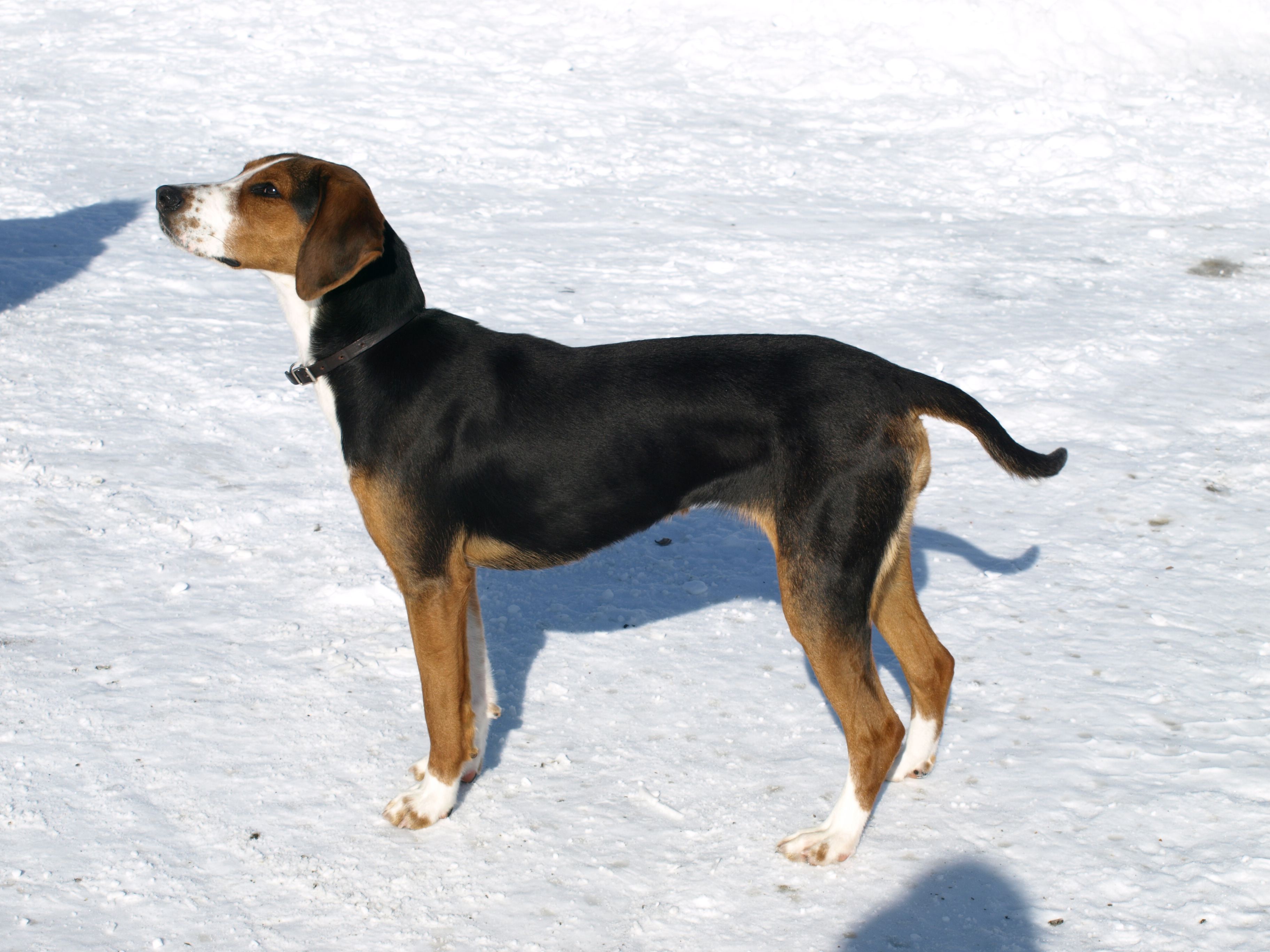 Photograph showing the Finnish Hound breed