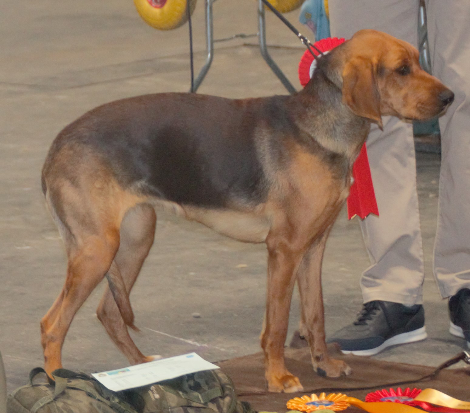 Photograph showing the Polish Hound breed