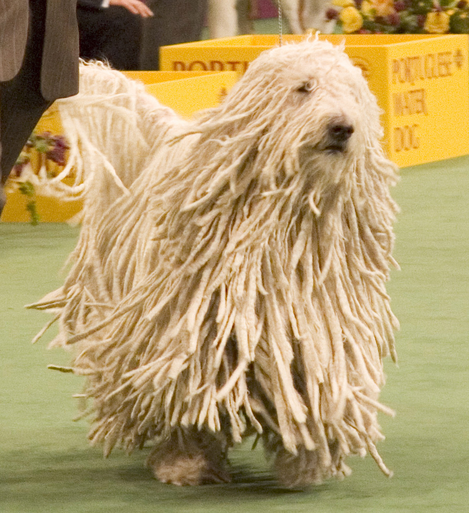 Photograph showing the Komondor breed